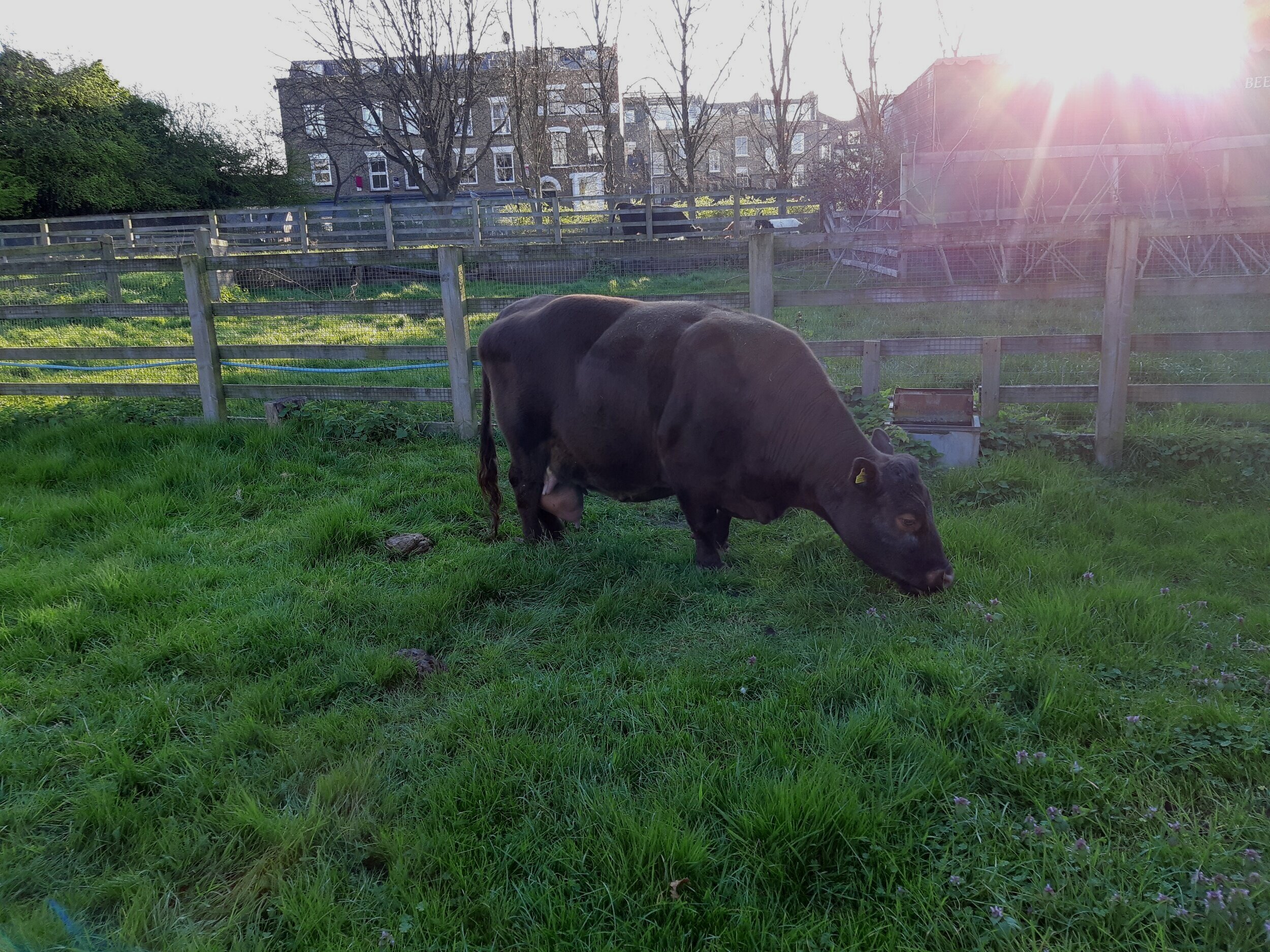 Mathilda 'Grazing on a Sunny Afternoon'