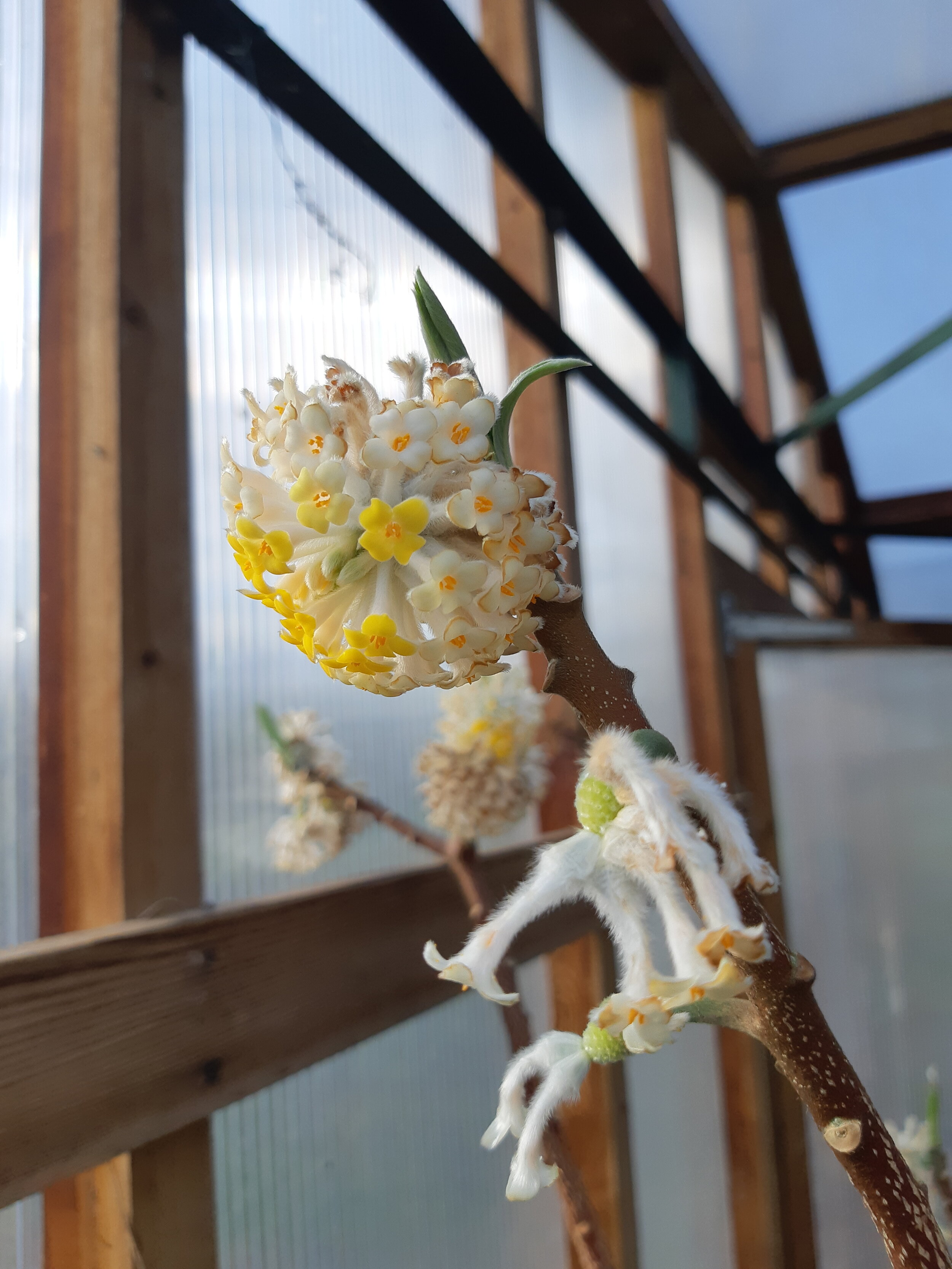 Edgeworthia chrysantha