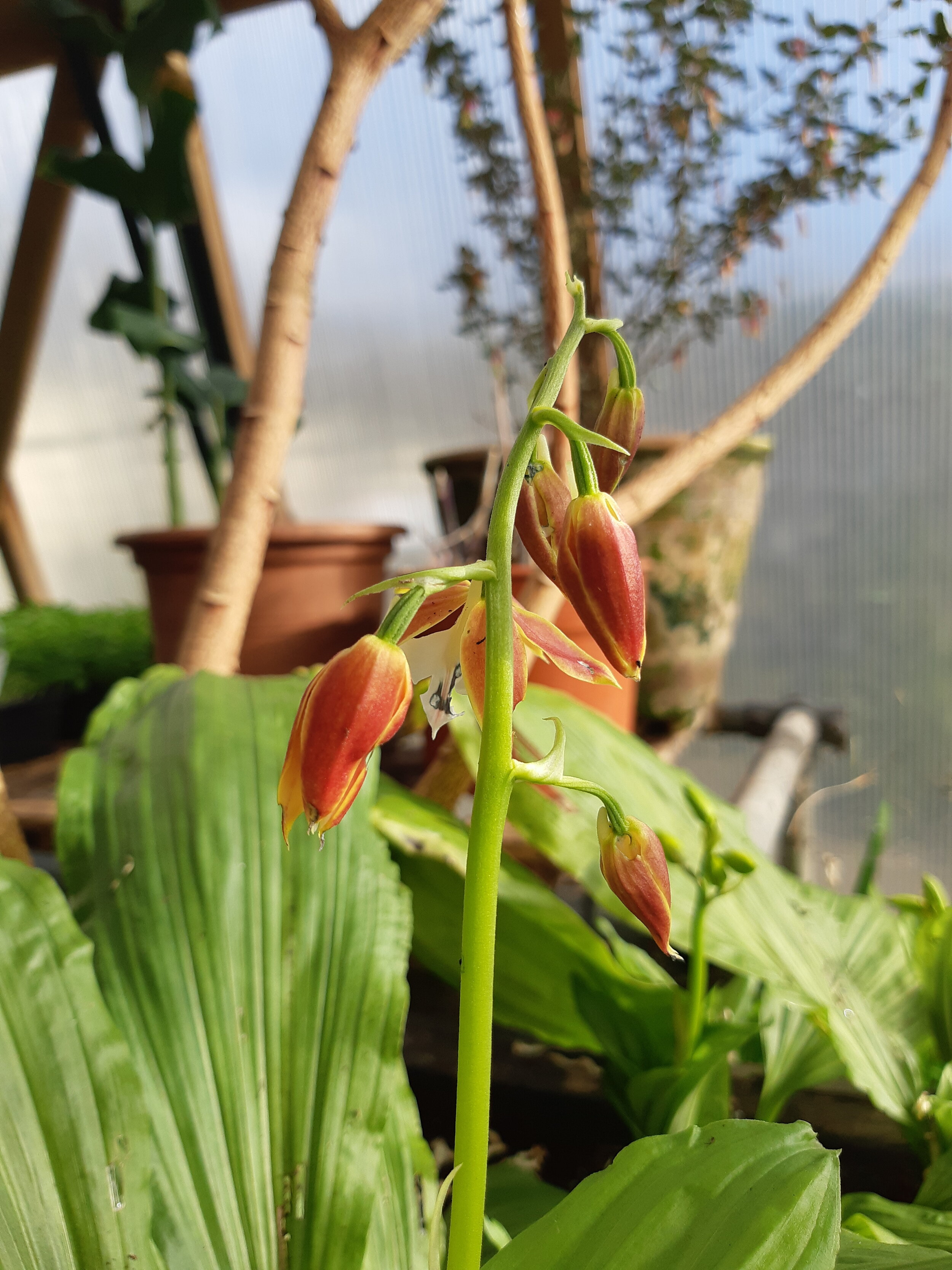 Calanthe discolor