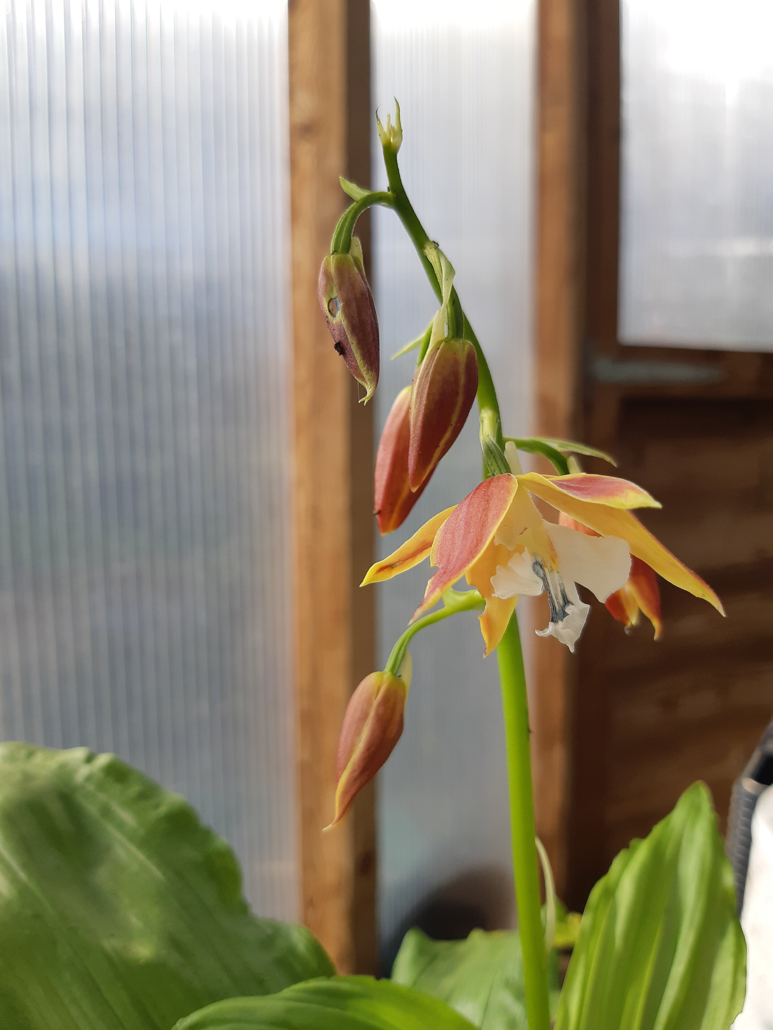 Calanthe discolor