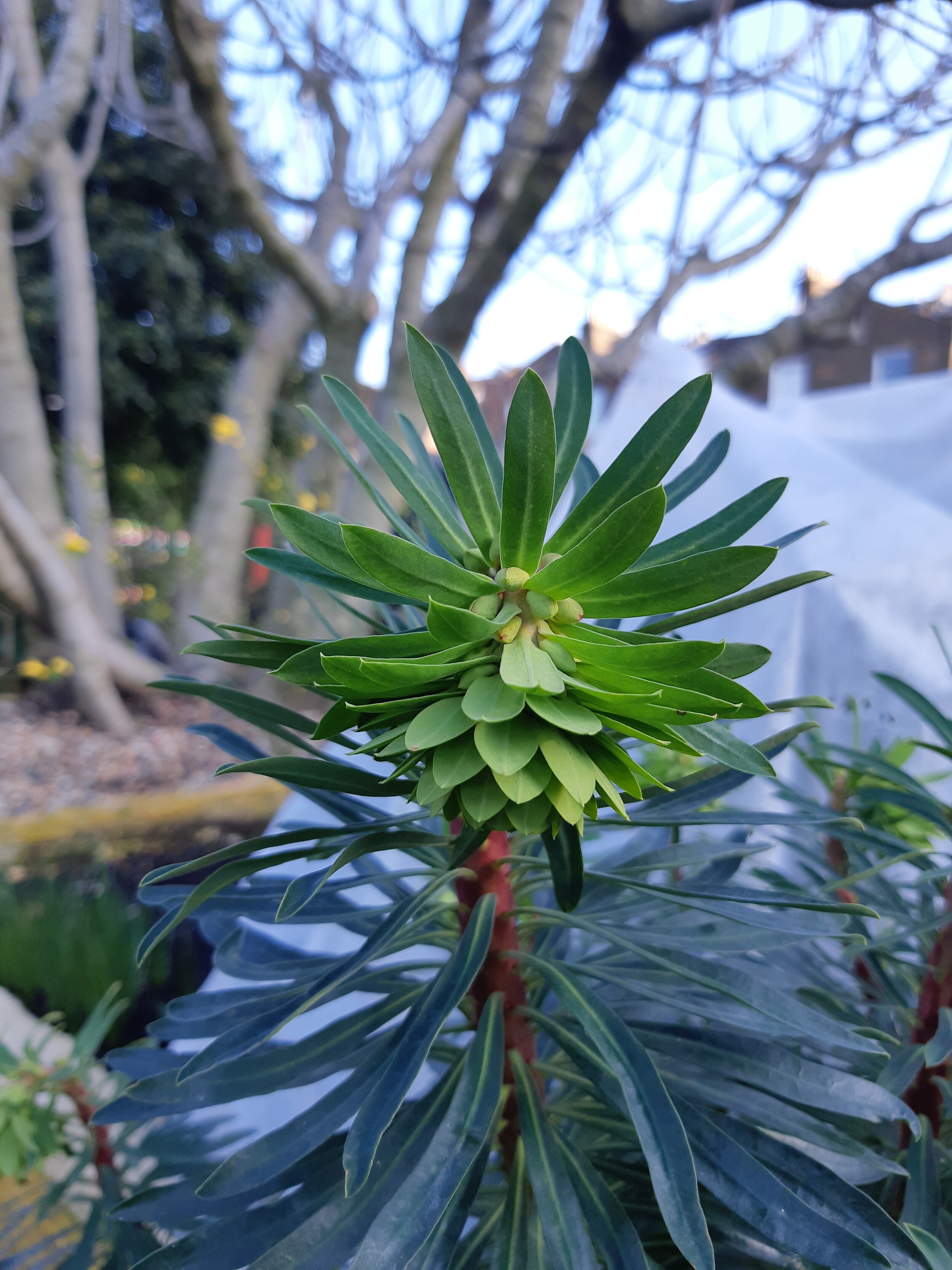 Euphorbia characias wulfenii