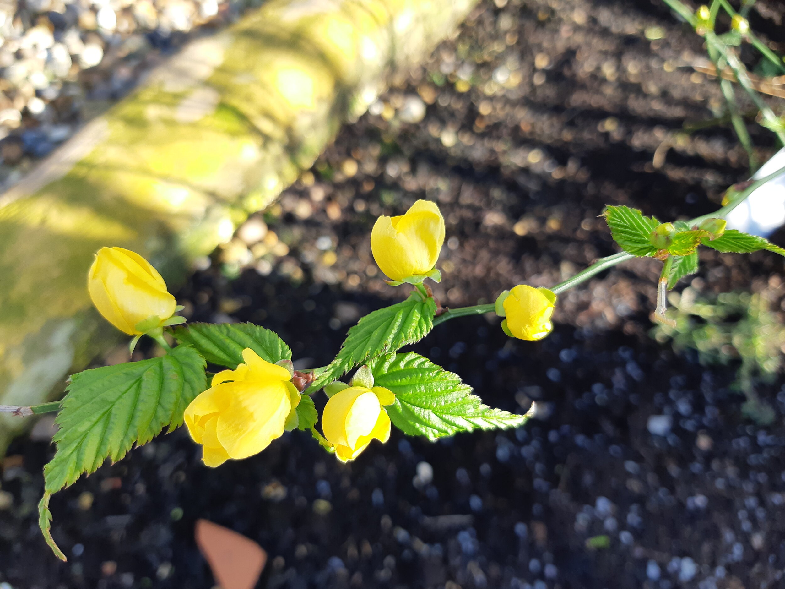 Japense Rose 'Golden Guinea'