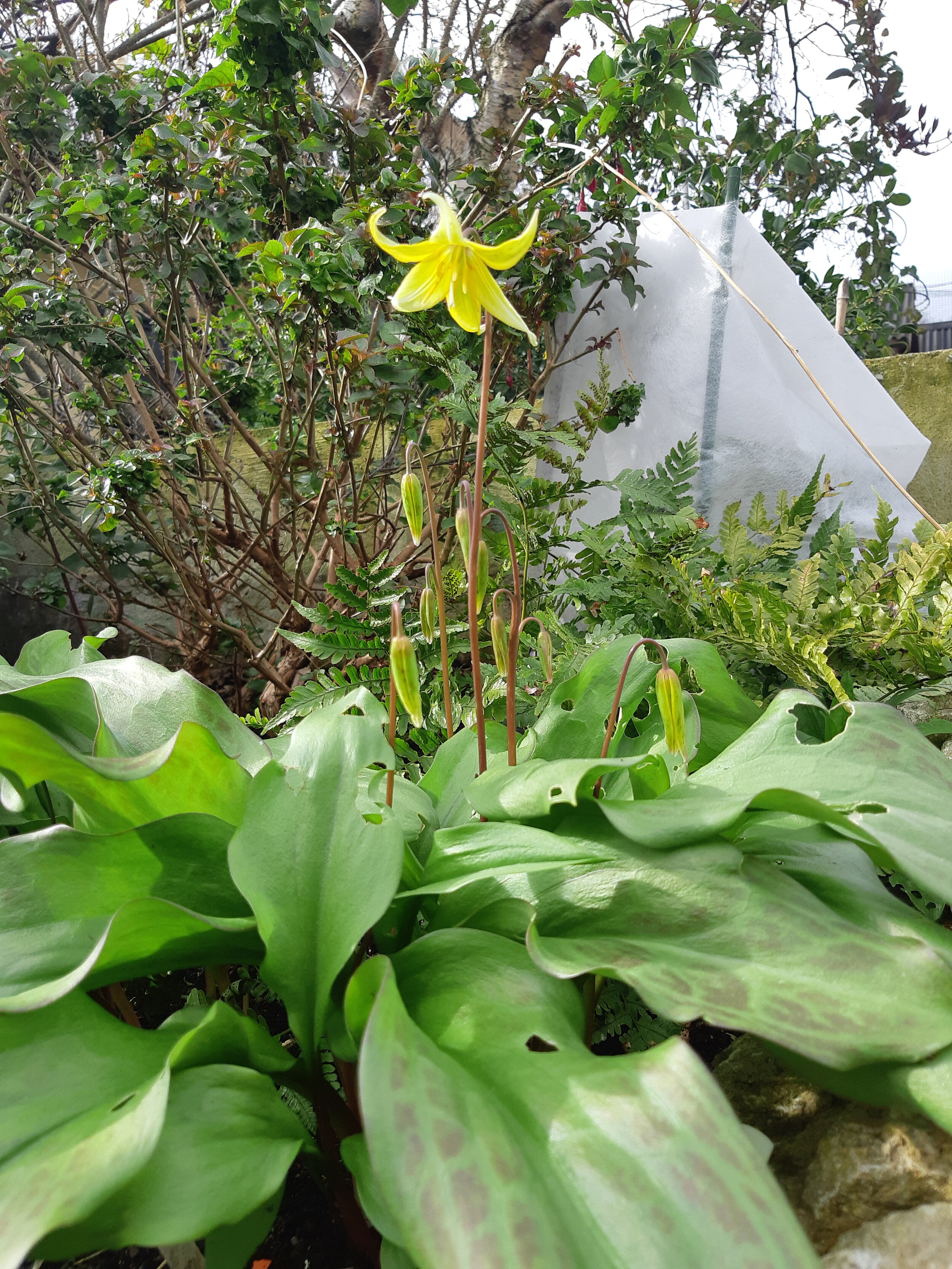 Dogs tooth violet