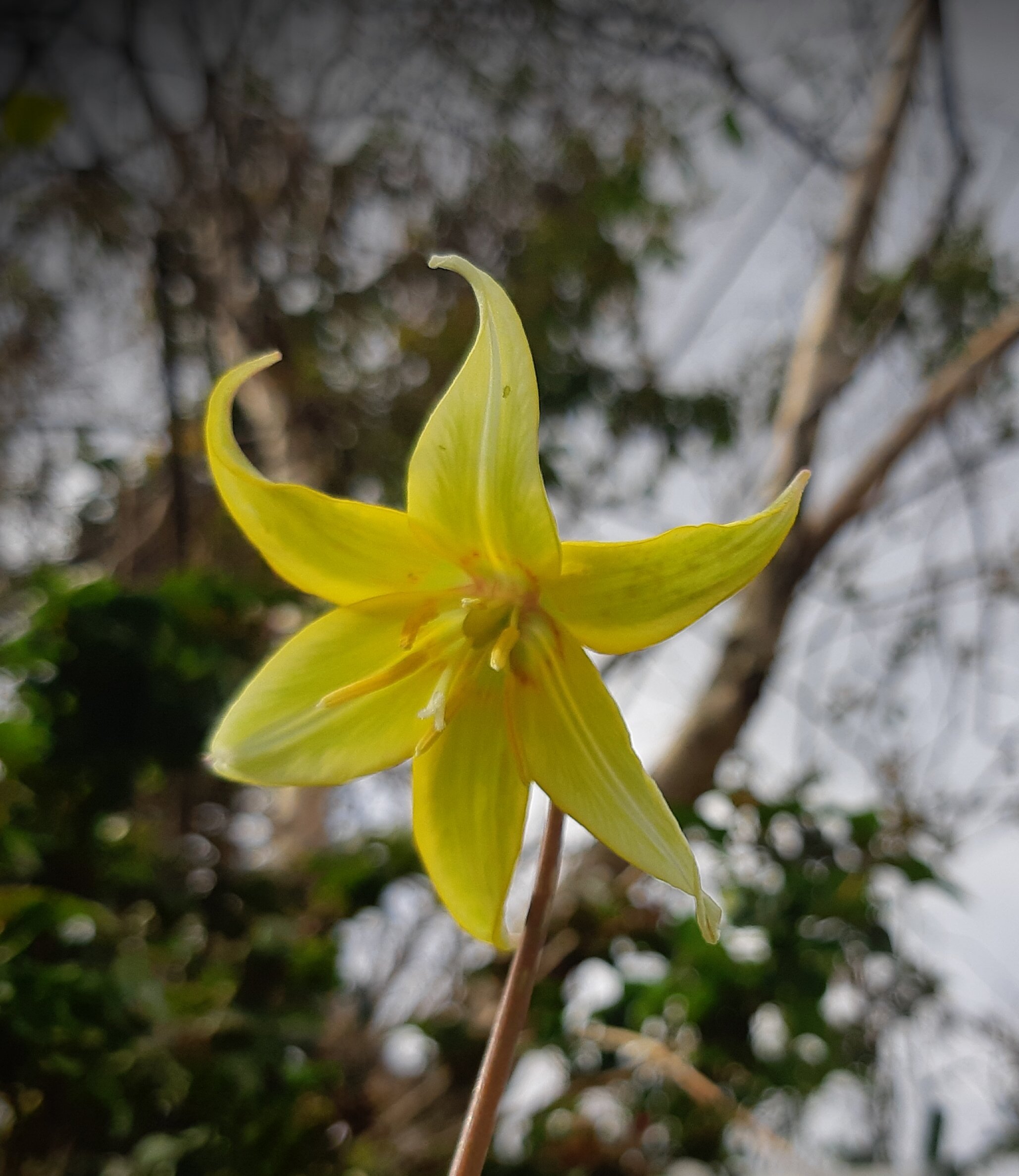 Dog's Tooth Violet