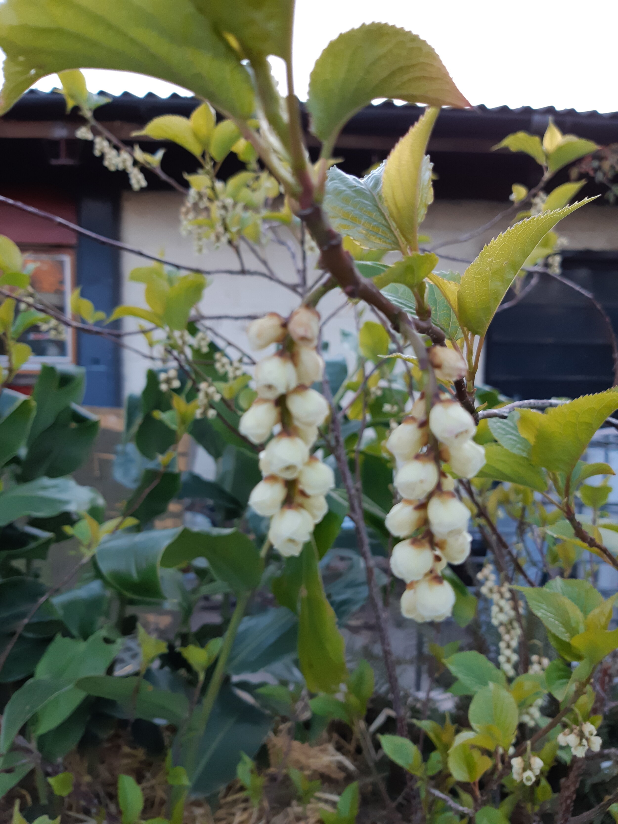 Stachyurus praecox