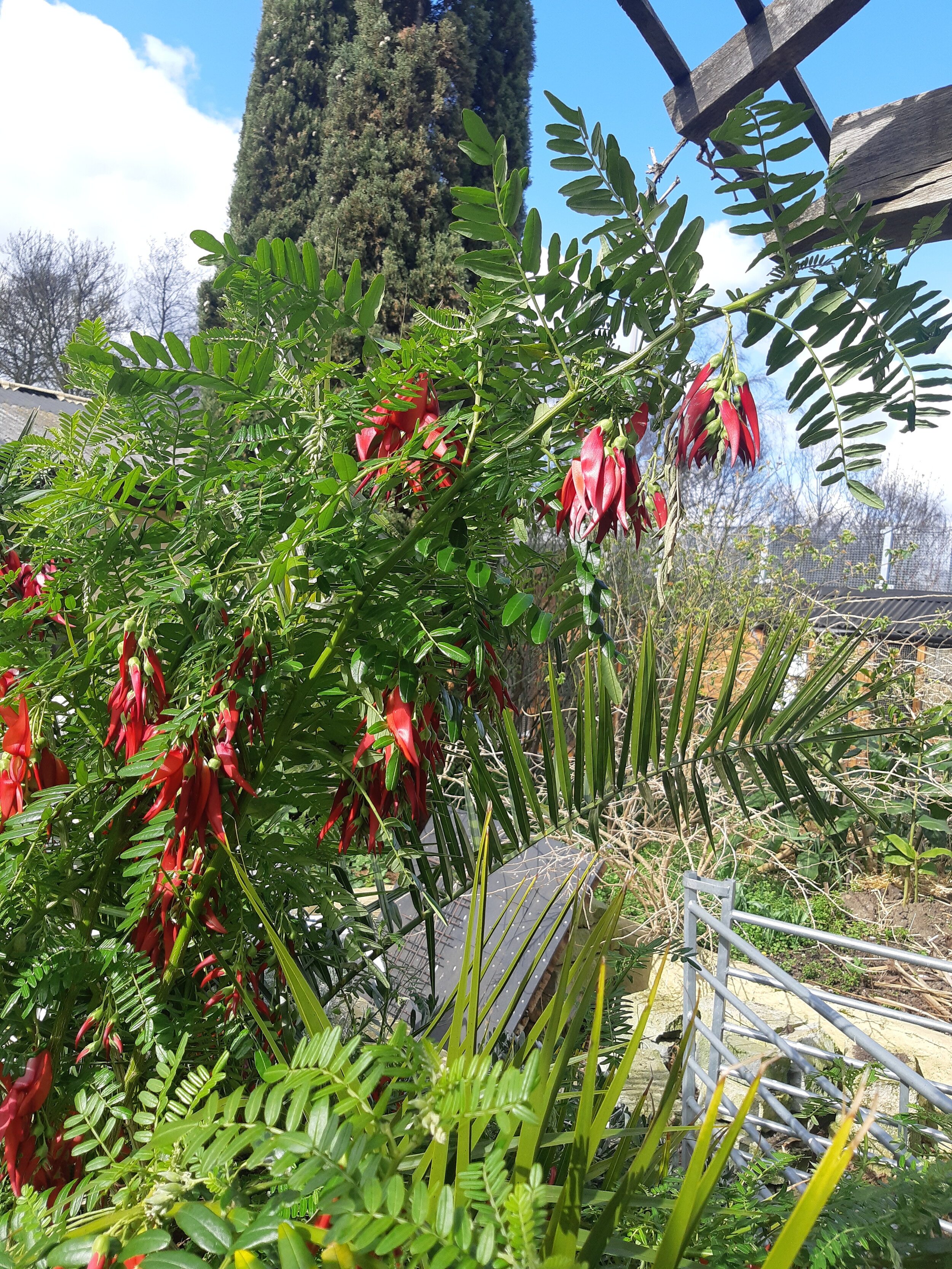 Clianthus puniceus