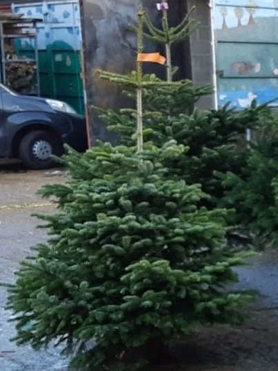 Christmas Tree Sales