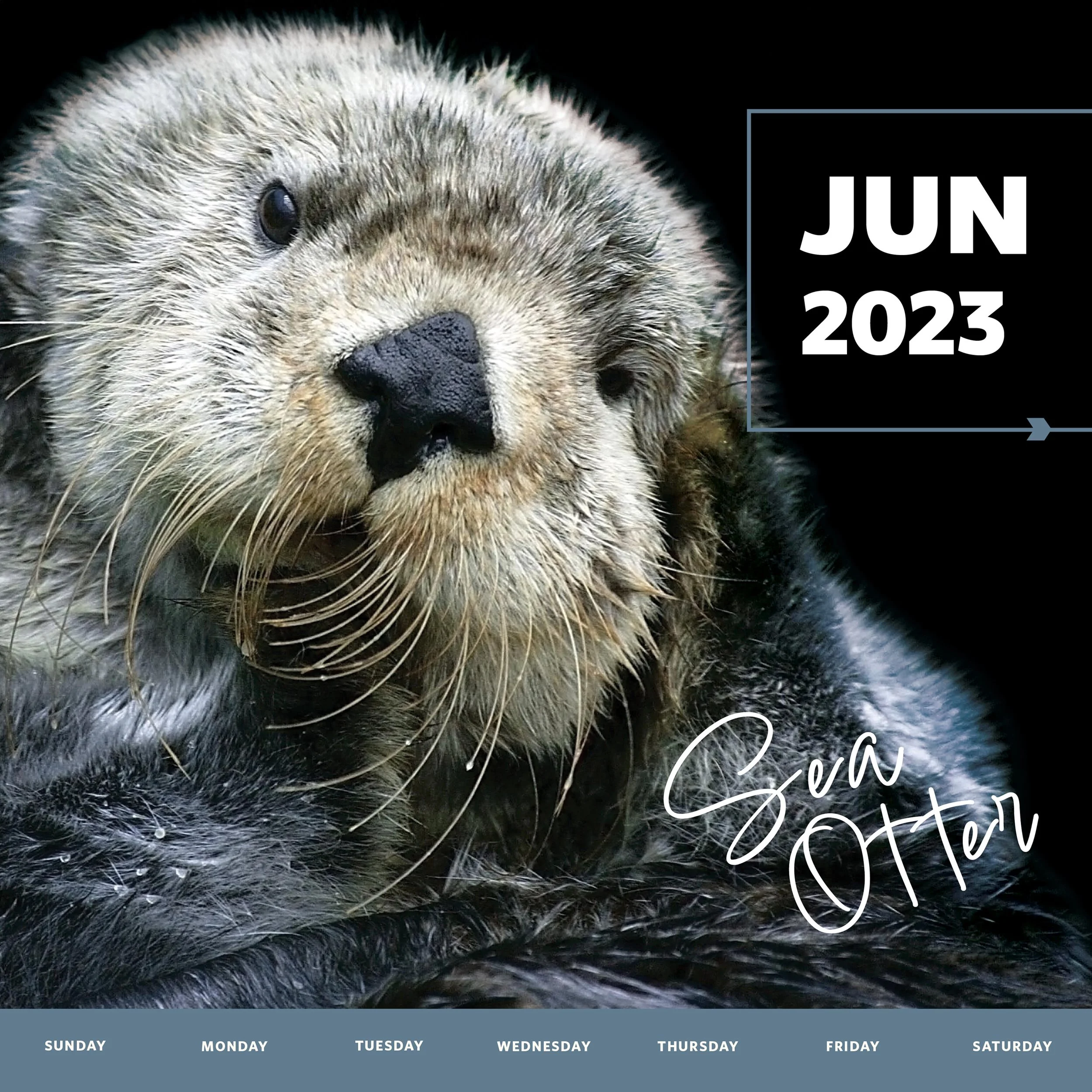 Section1_WK2023_Otter.jpg