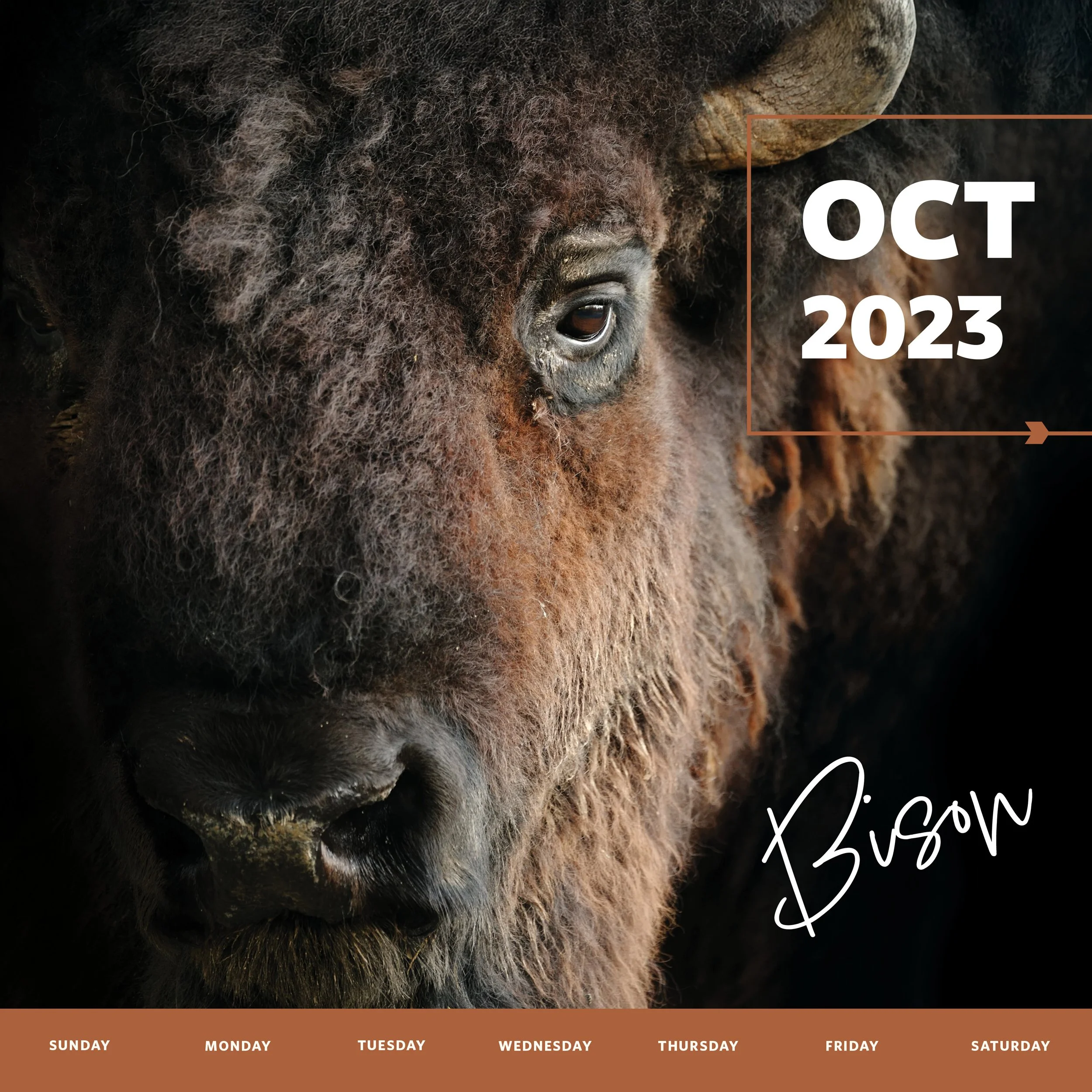 Section1_WK2023_Bison.jpg