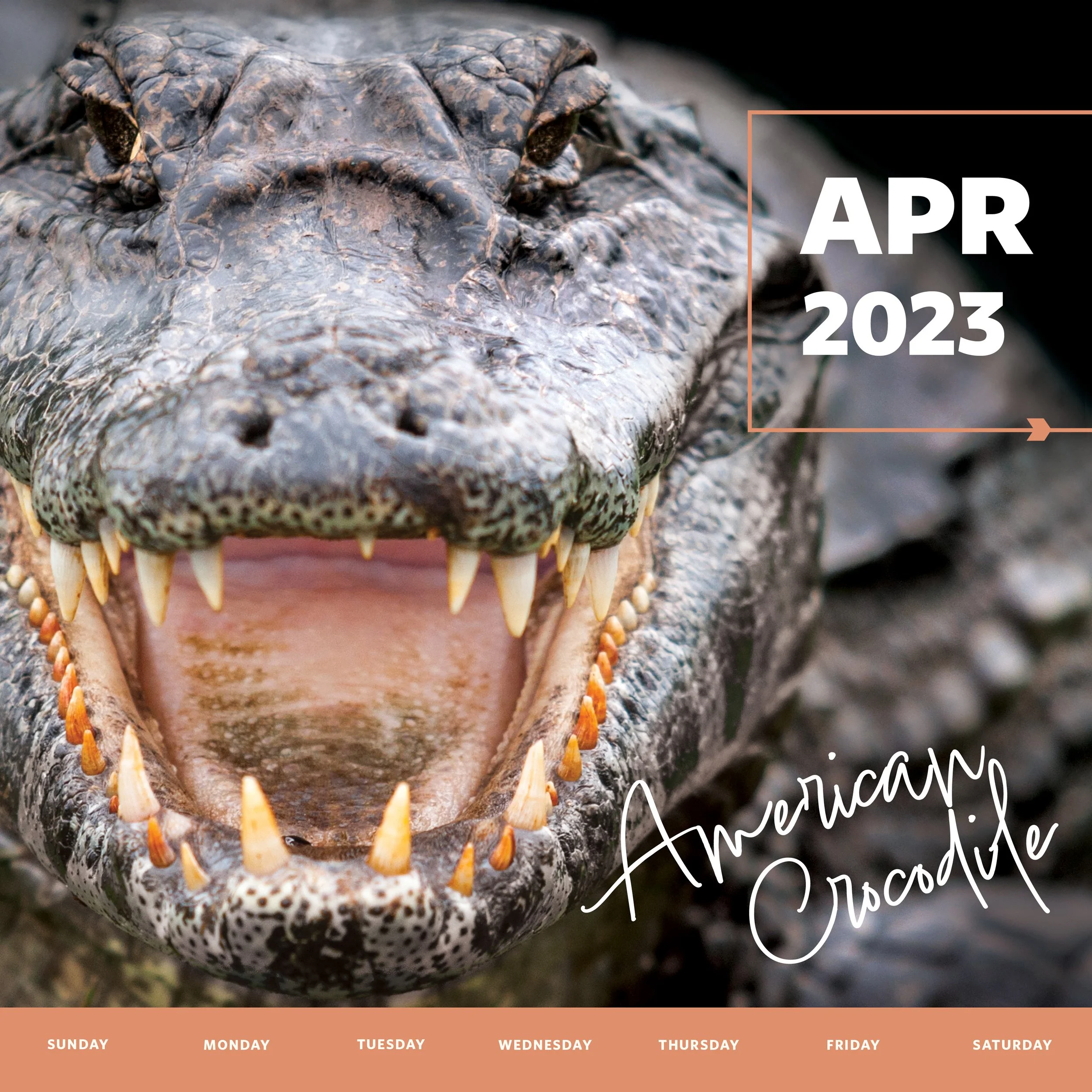 Section1_WK2023_Croc.jpg