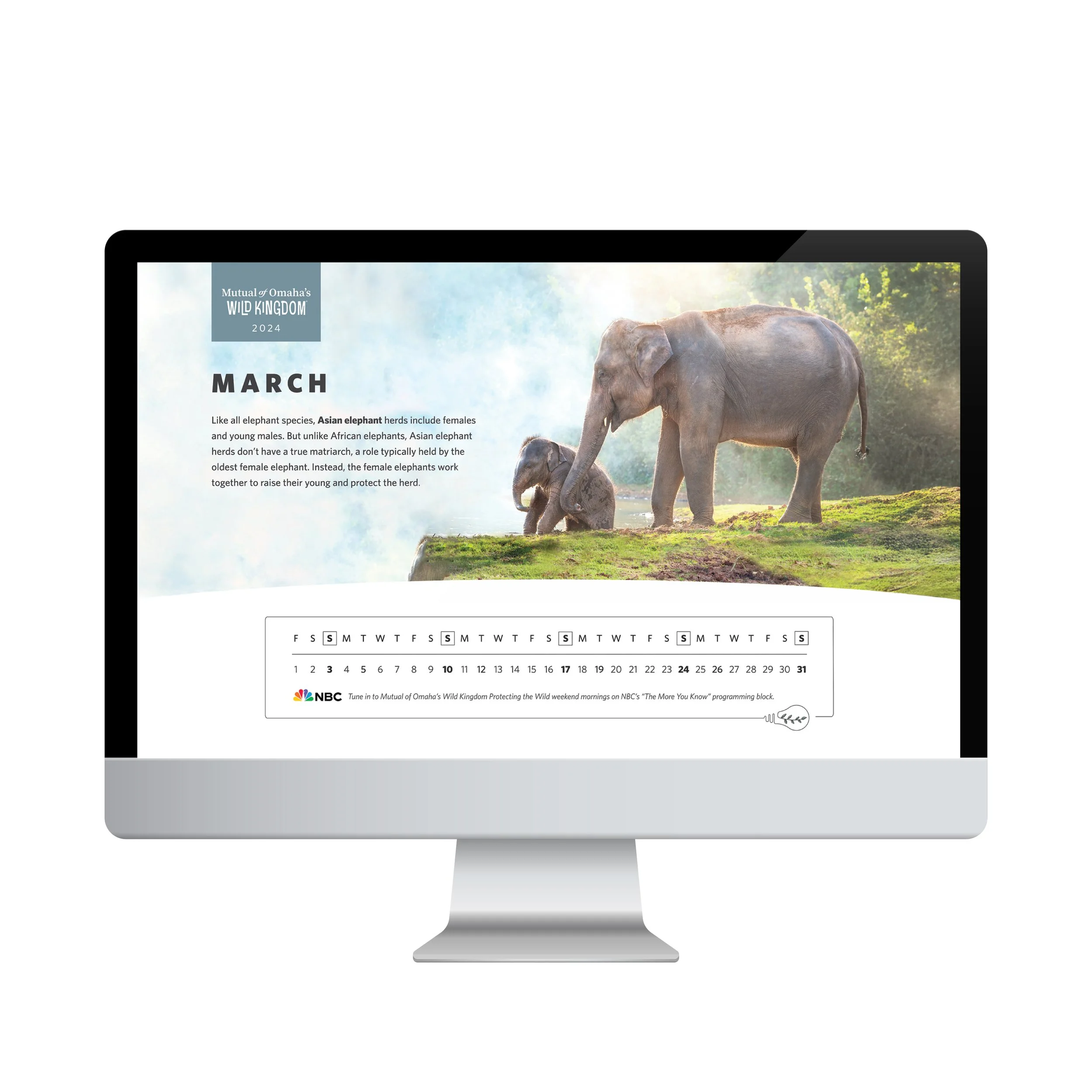 desktop background design for wild kingdom