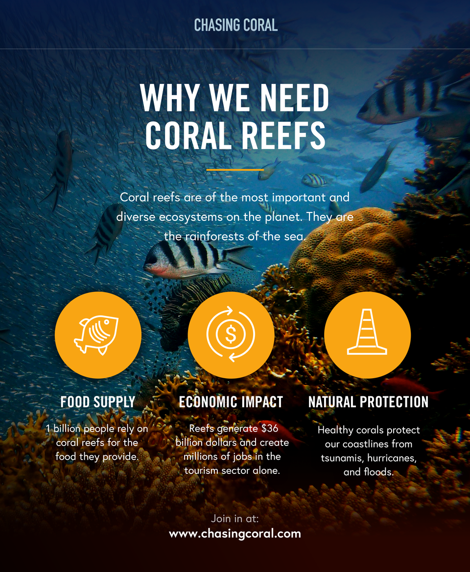 2. The Rainforests of the Sea_preview.png