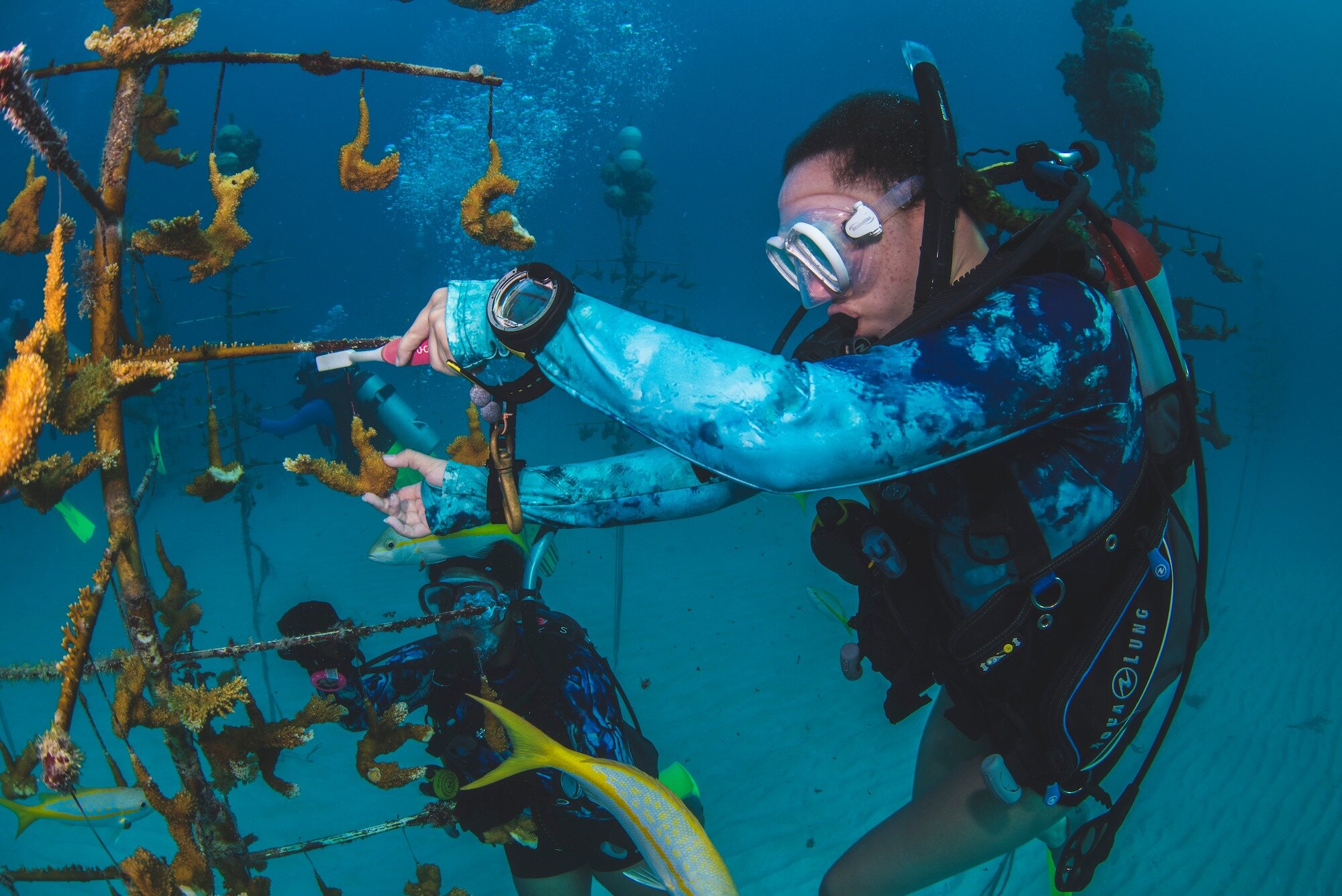 BGD Scholar Violet cleaning coral branches