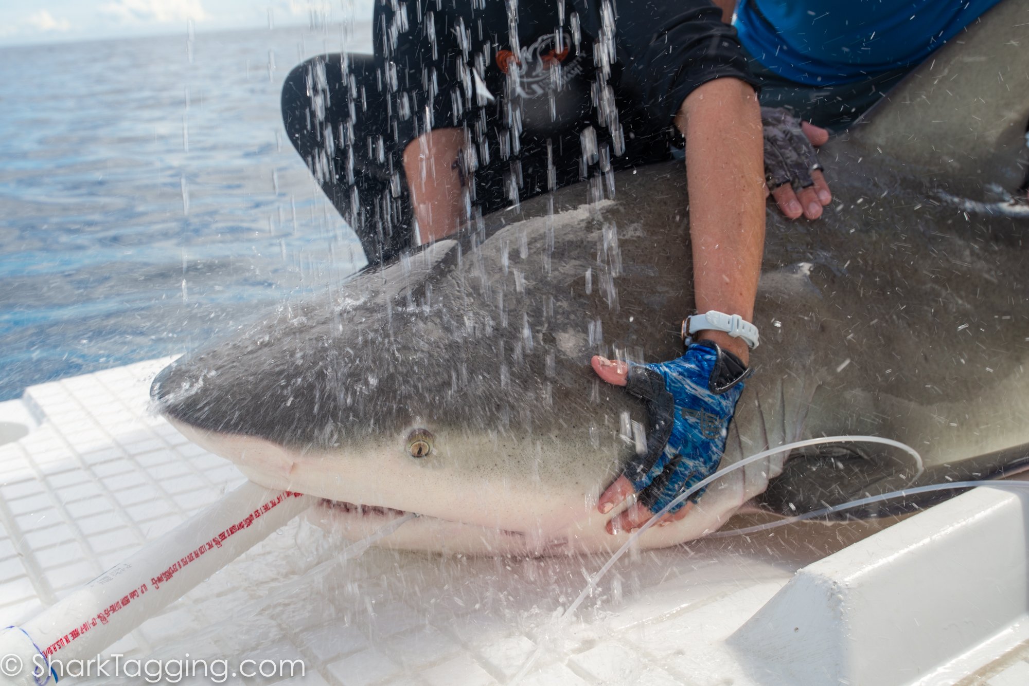 211113_114359_73_AVD_BlackGirlsDive_ToSend.jpg