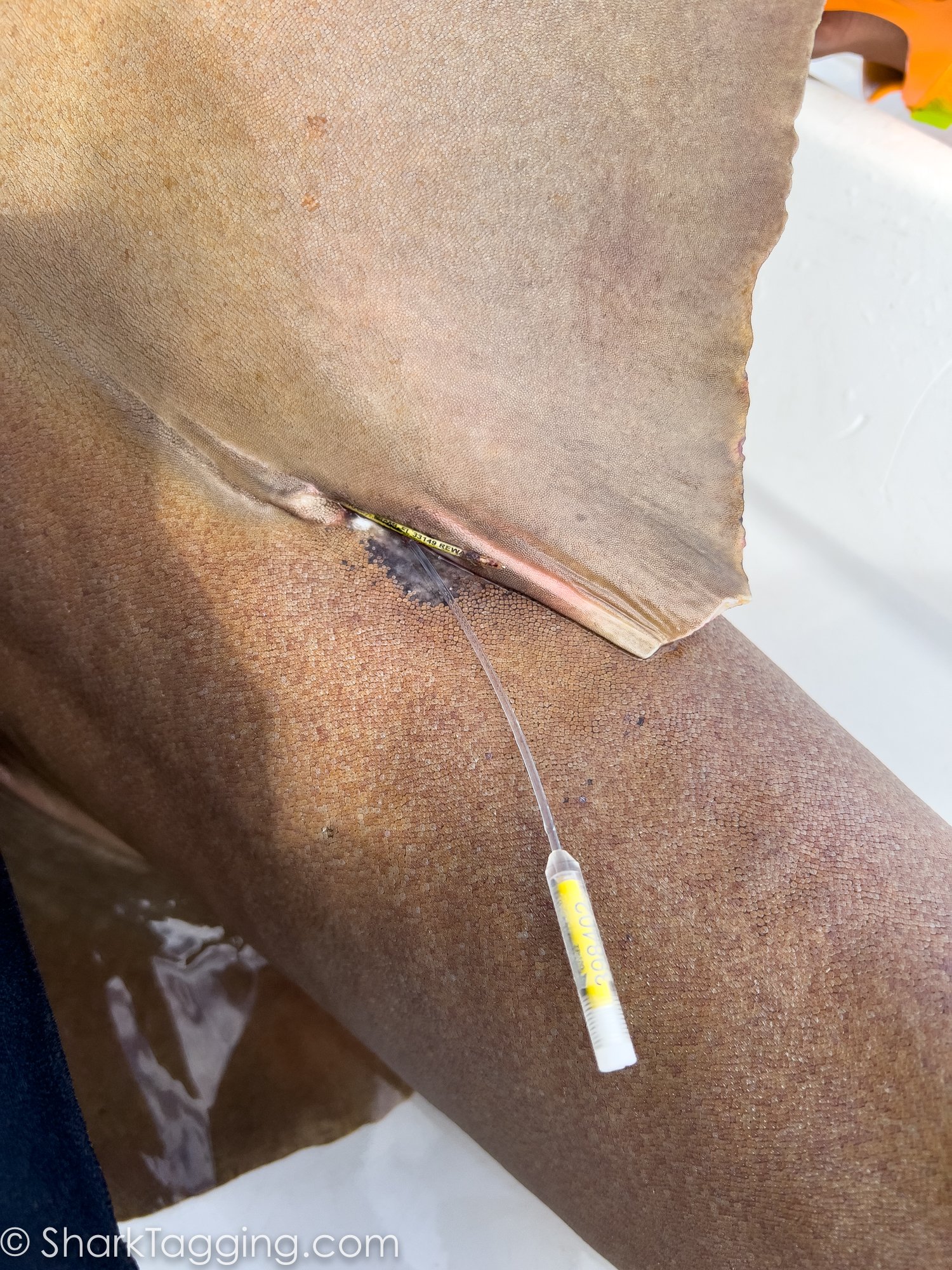 NOAA satellite tag was placed on a nurse shark