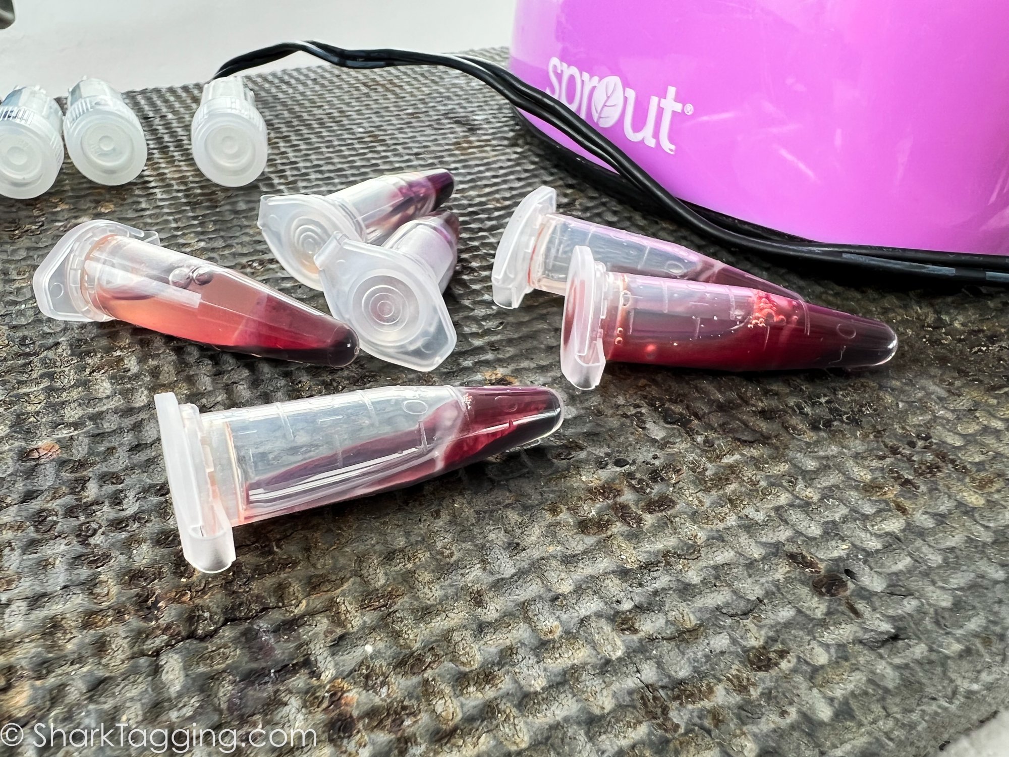 Shark blood samples