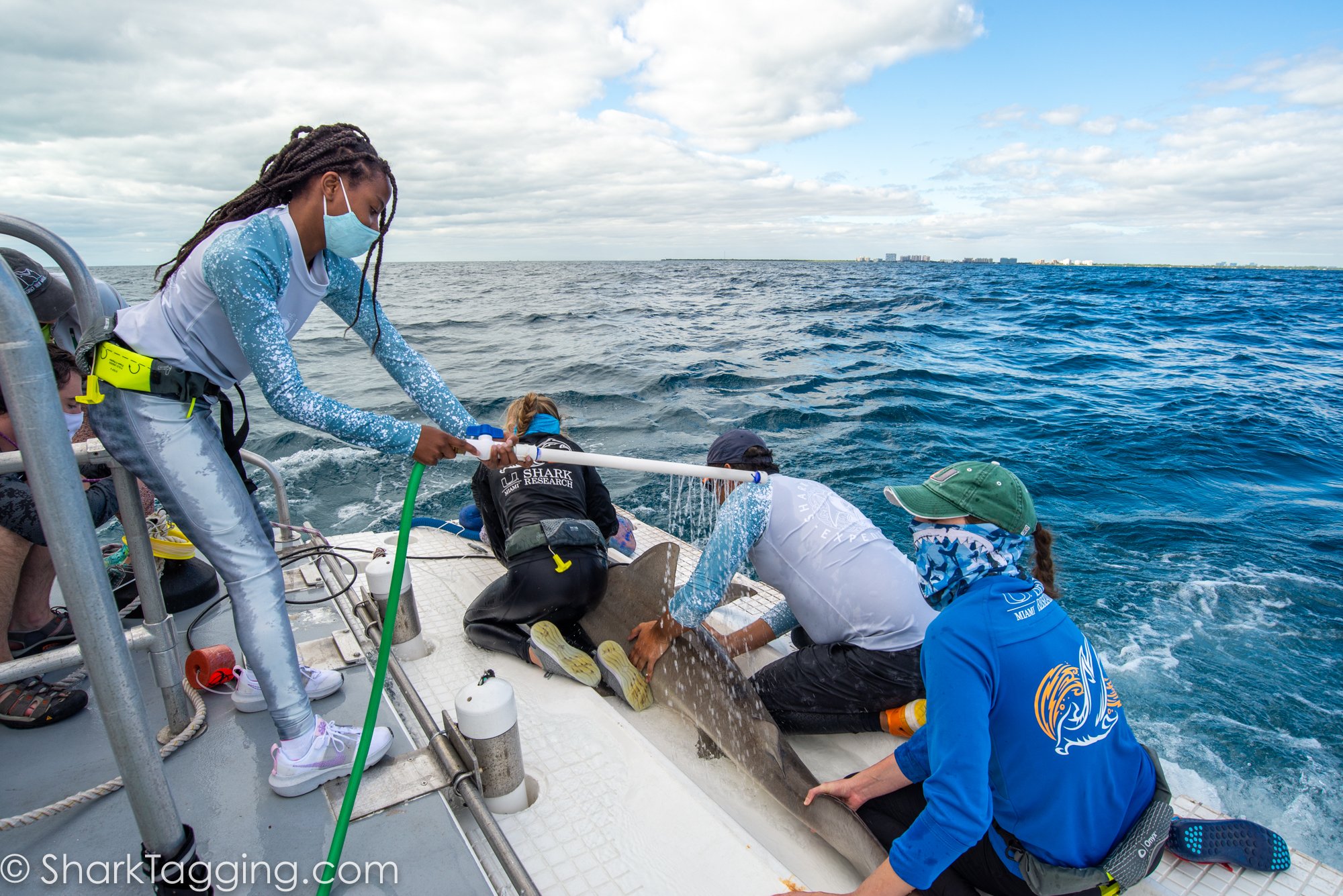 BGD Scholar Madison assisting with shark hydration