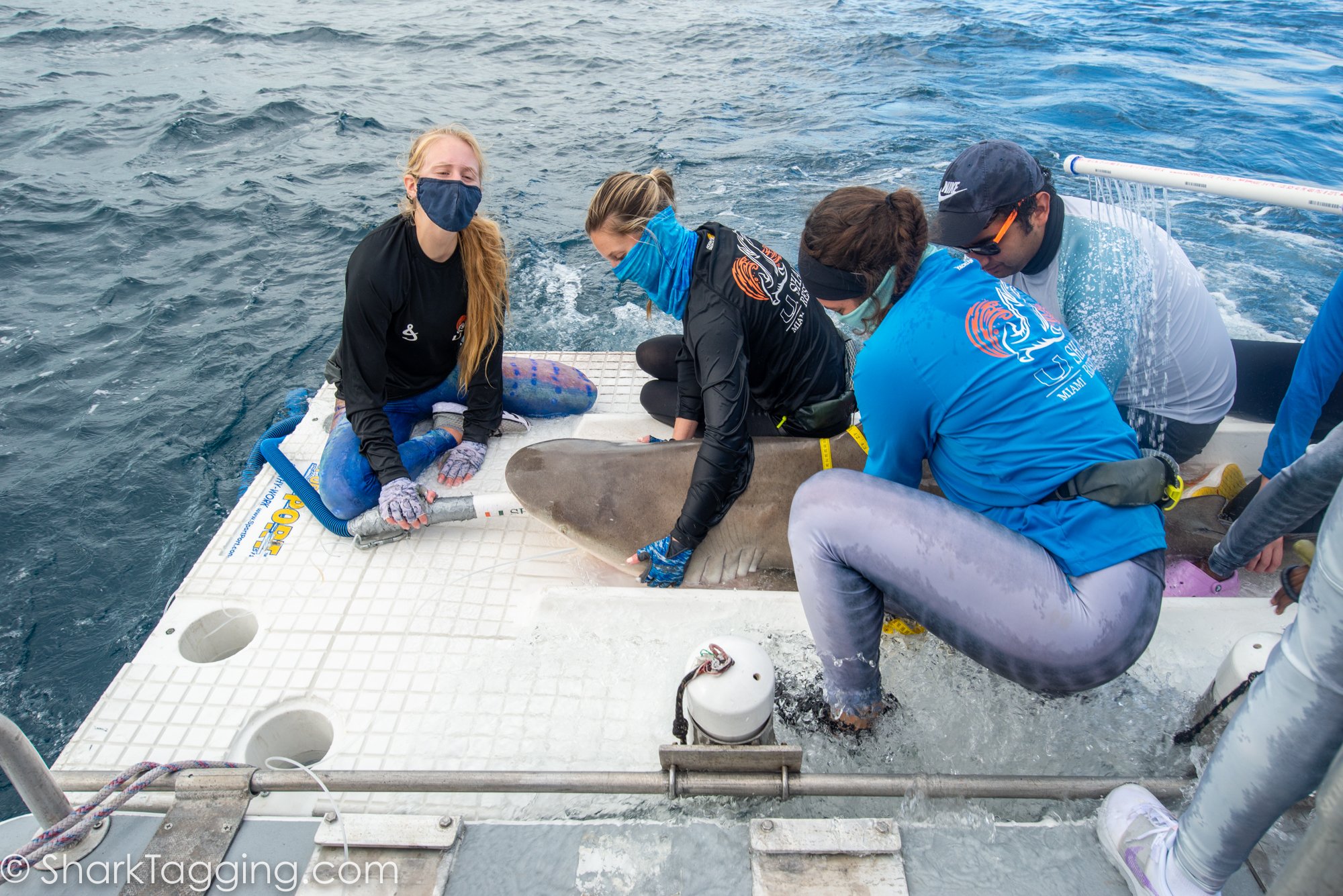 Girth measurements are taken and then recorded on a data sheet