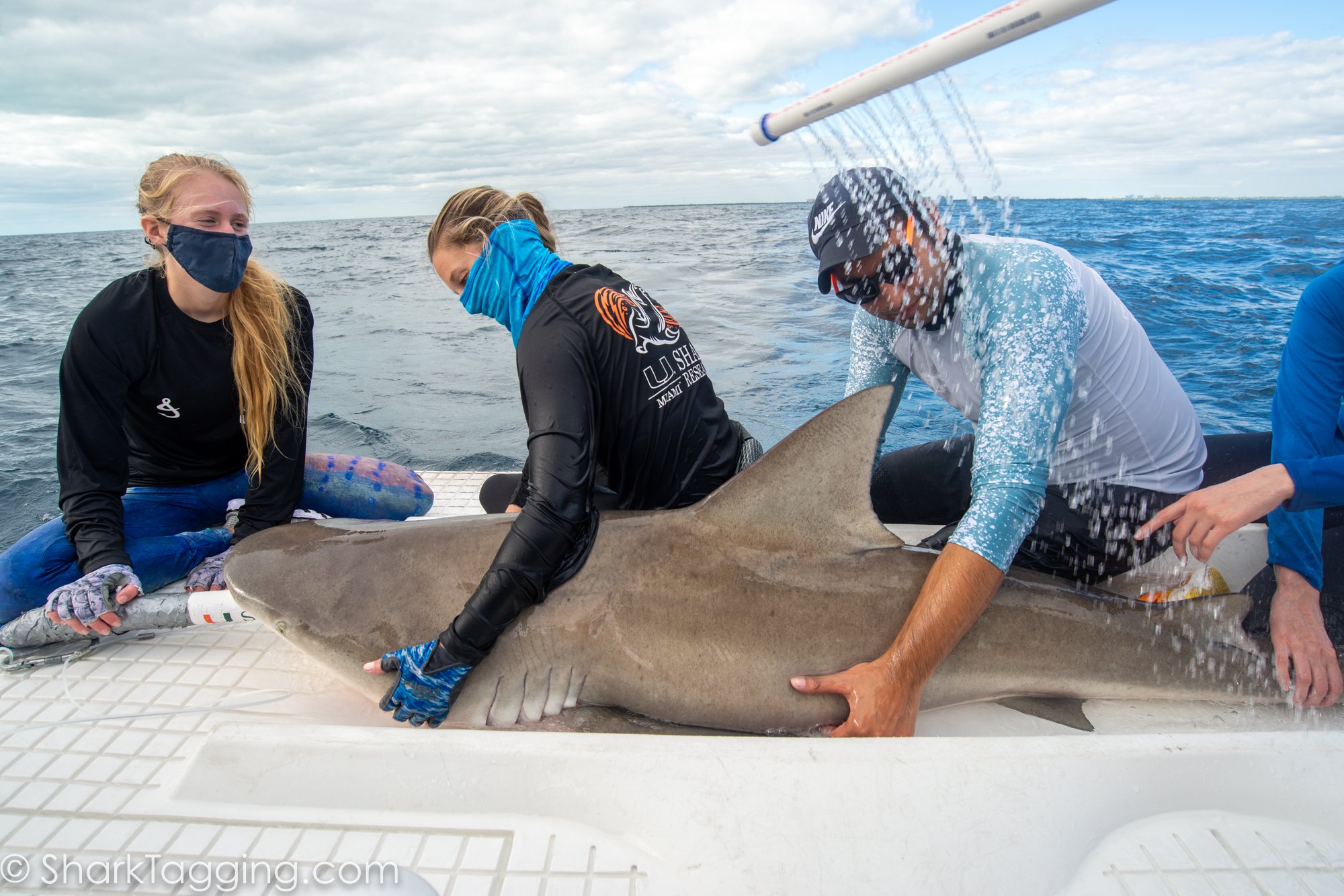 A water pumps provides a flow of continuous water through the mouth and a second hose is used to hydrate sharks body