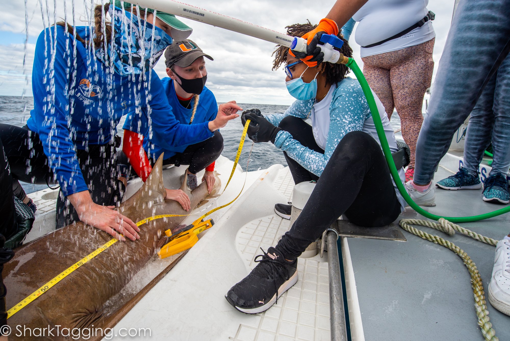 Taking caudal length measurements