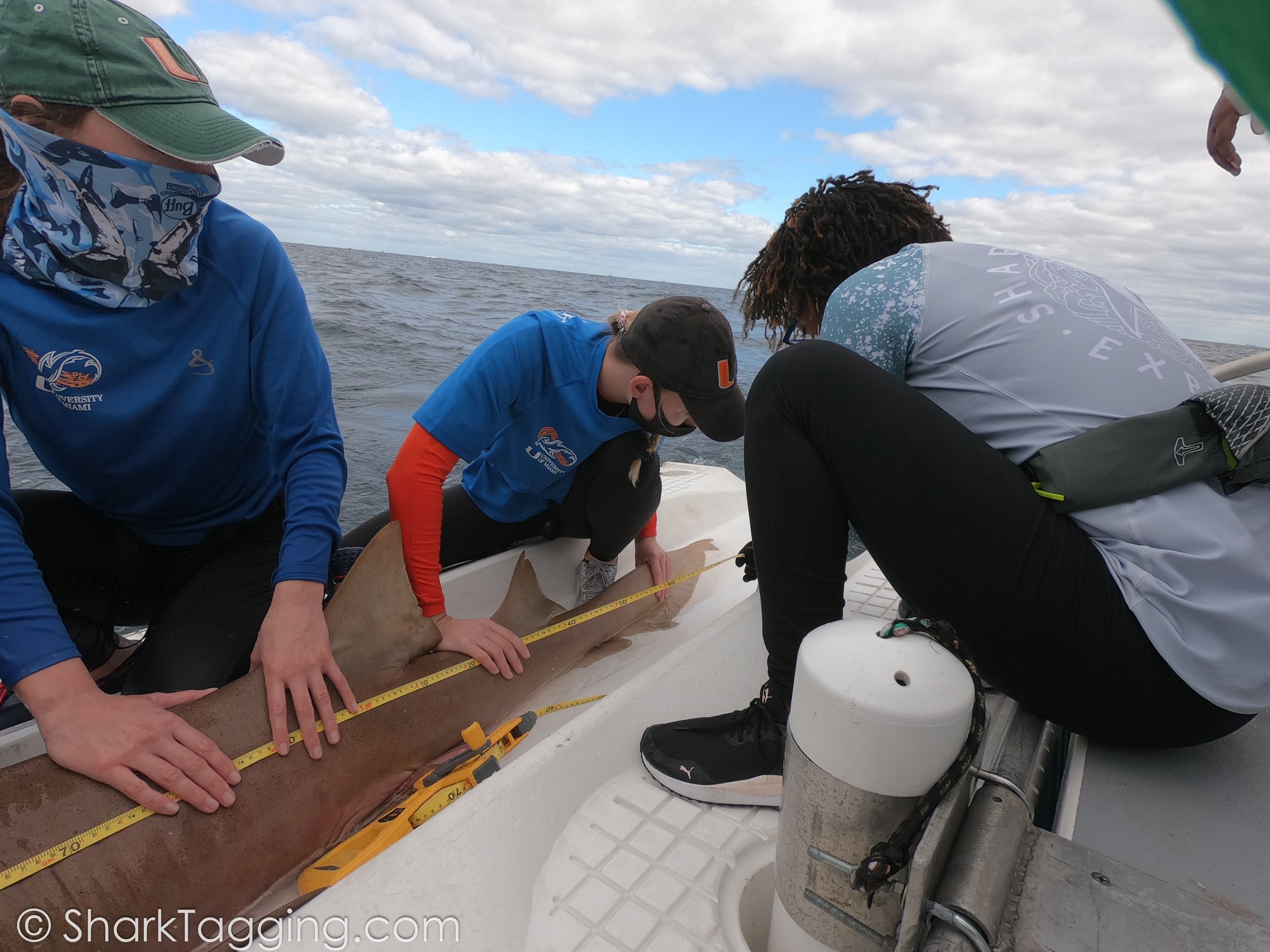 Shark length measurements