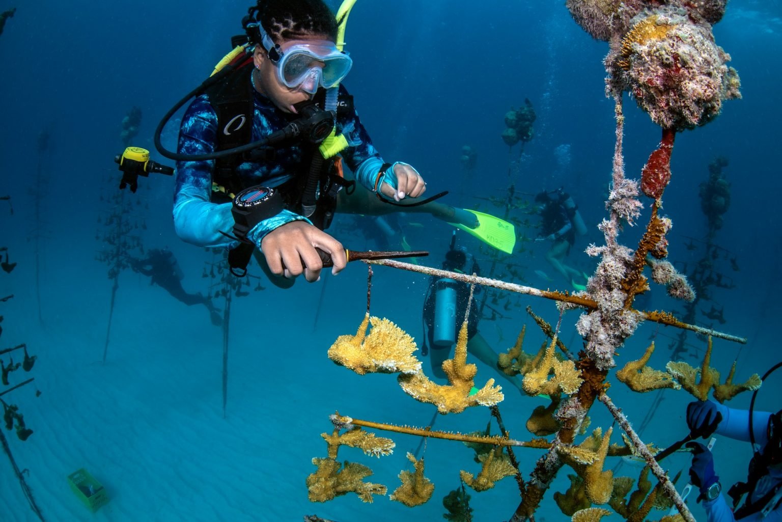 BGD Scholar Akai is cleaning coral branches