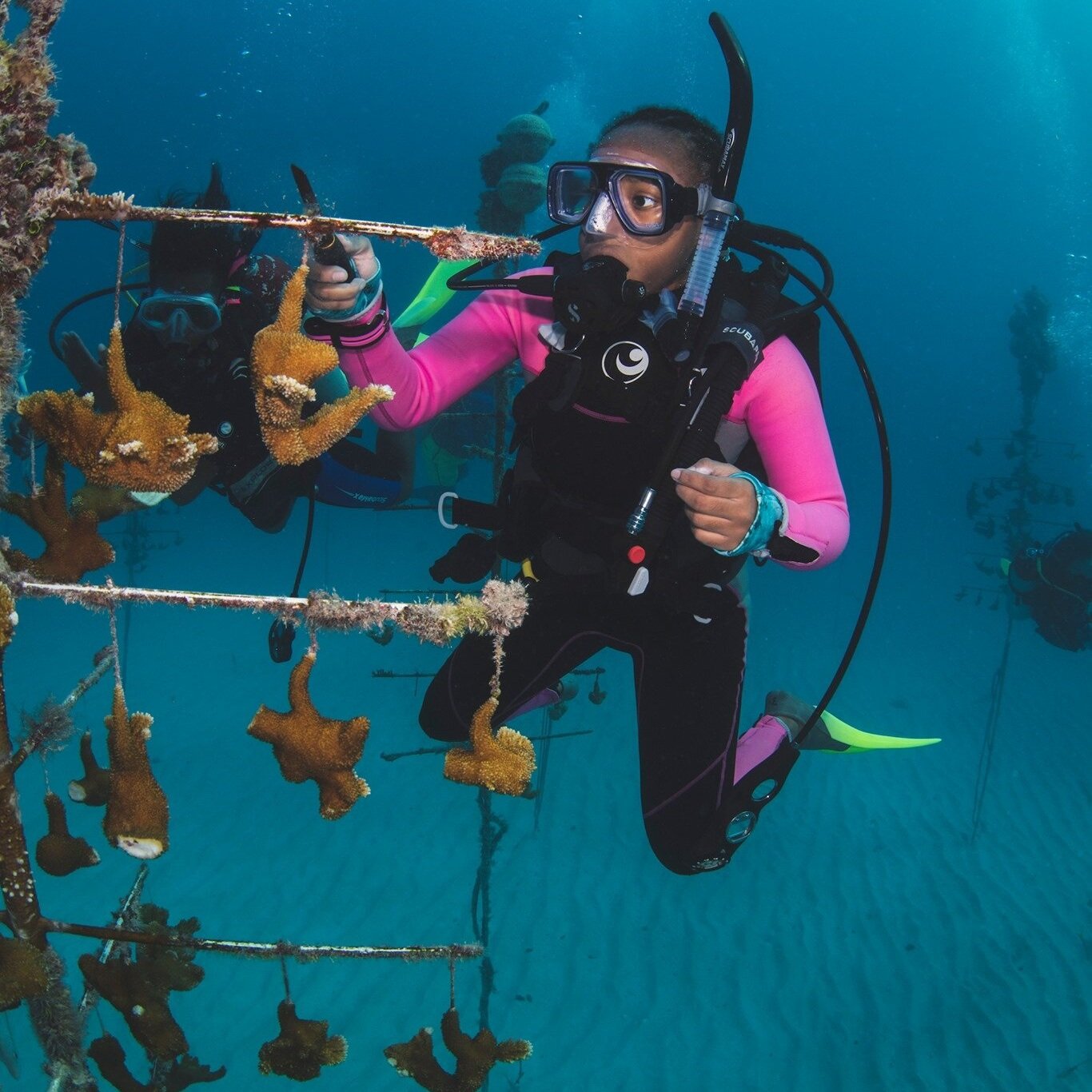 BGD Scholar, Symantha ,cleaning coral branches