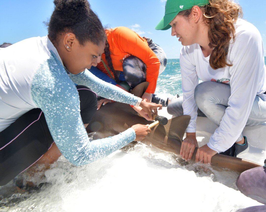 Congratulations to BGD Scholars from the BGD @georgiaaquarium Chapter on completing Capstone I - Andros Island @forfarfieldstation #blackgirlsdive #blackgirlsdivefoundation . In this picture, BGD scholar Kaitlyn is attaching a satellite tag to a nurs