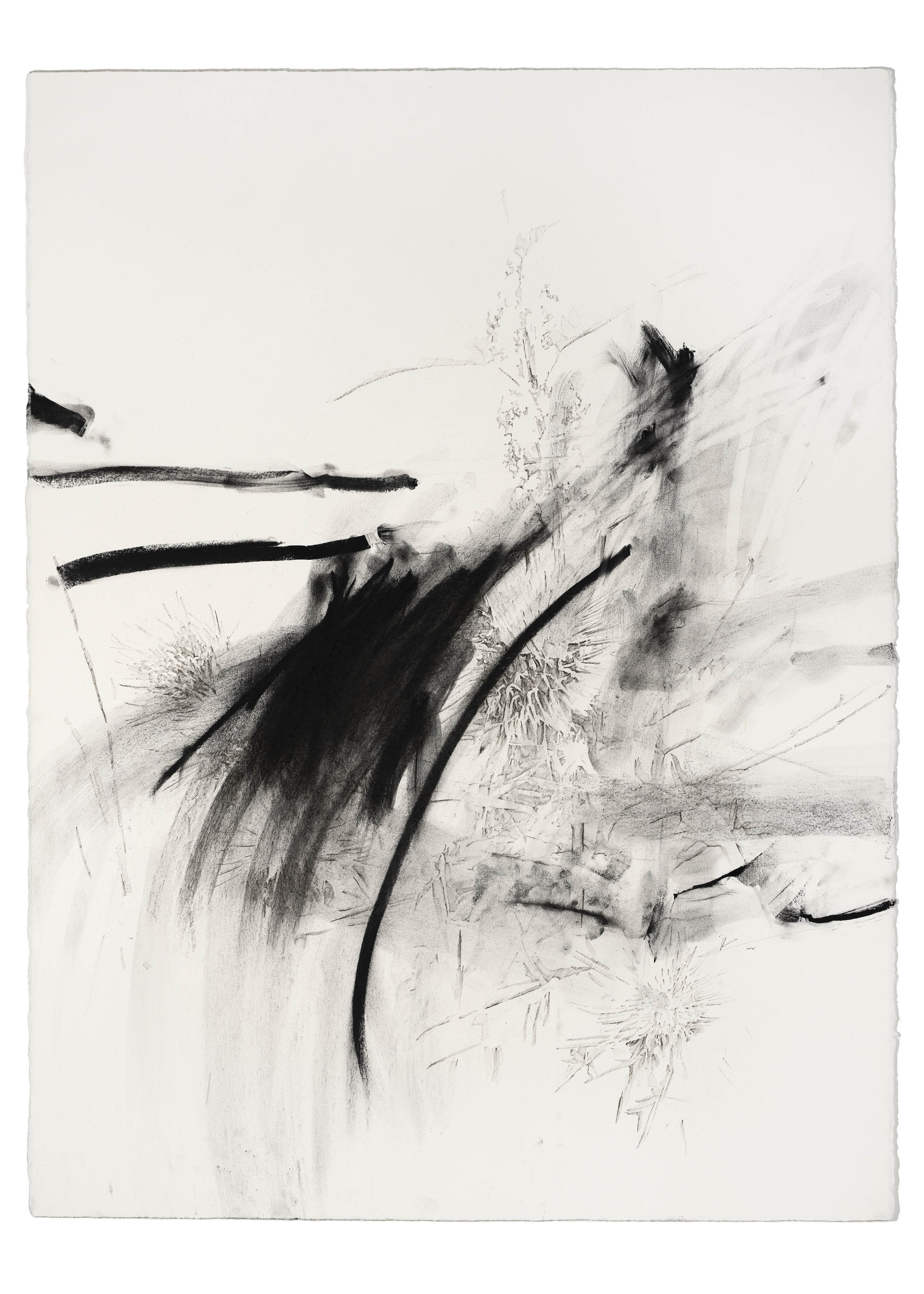 Imogen_Kotsoglo_Matter_Kolbusz_Space_Perth_MATTER 2 4 2022 (Thistle) - Ink and Charcoal on Arches Aquarelle - 76x56cm copy.jpg