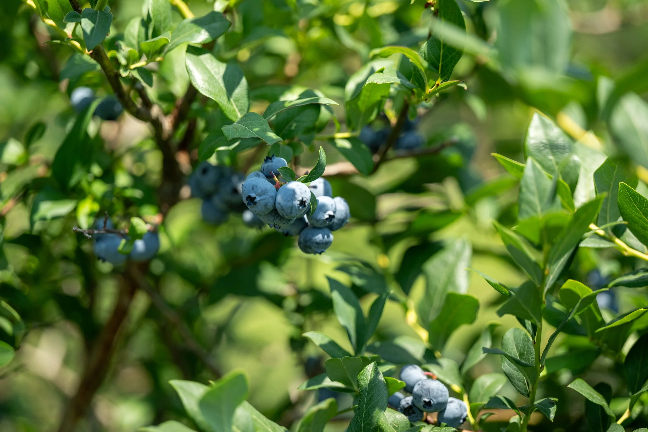 BerryFest 2023_0139.JPG