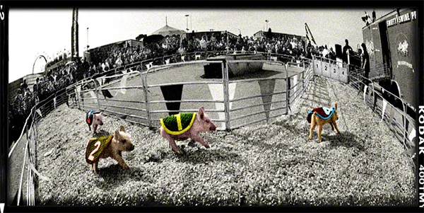 pig race.jpg