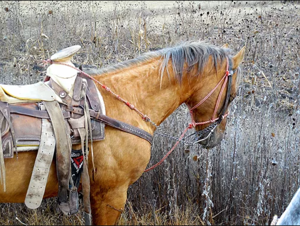 Whispering Horse: "Don't Be a Cow."