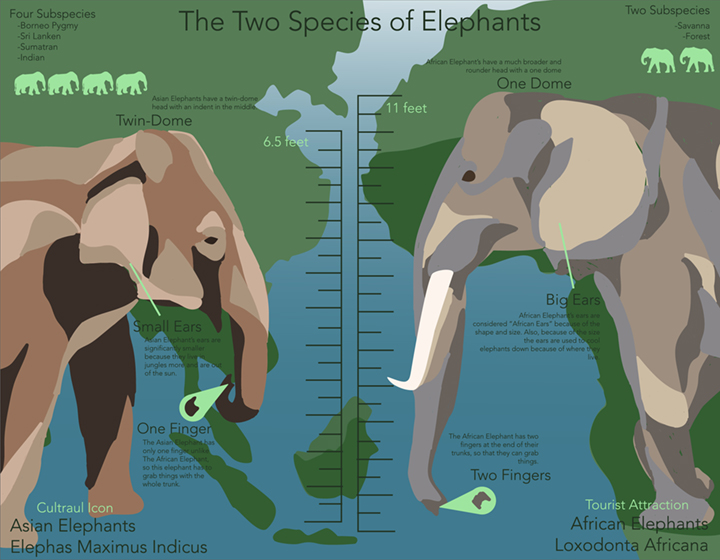 Two Species of Elephants
