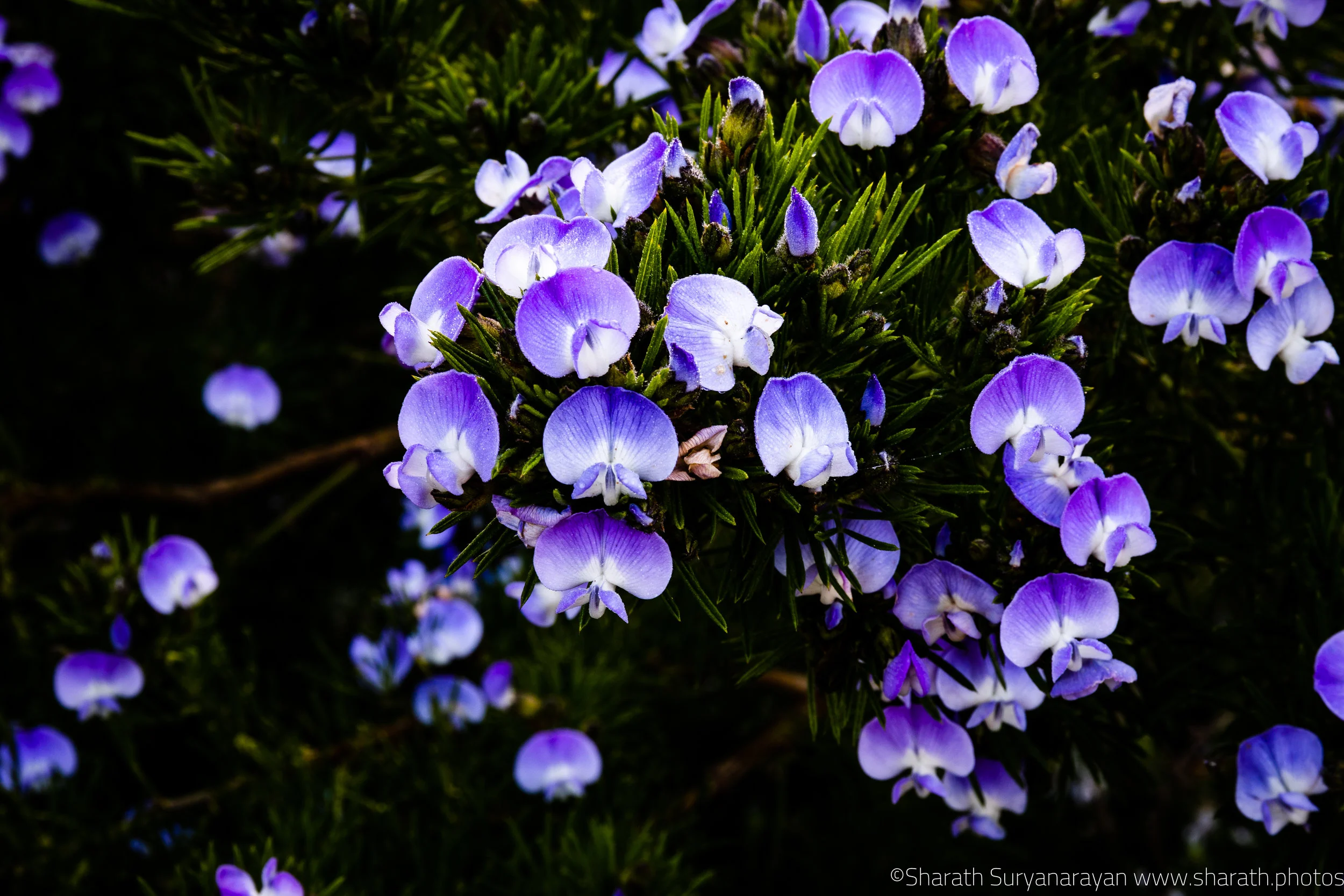 SF-Spring-2018-1.jpg