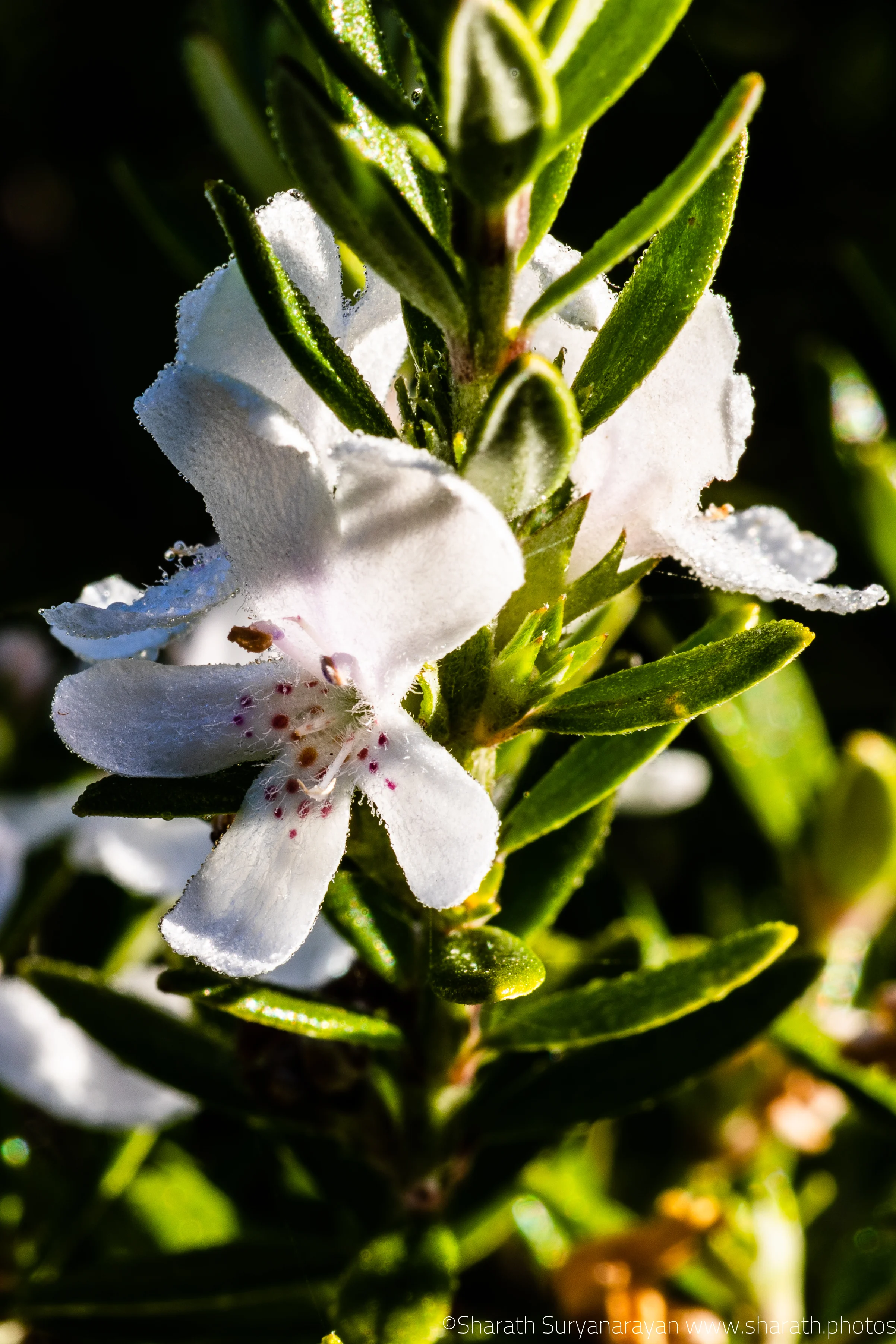 SF-Spring-2018-4.jpg