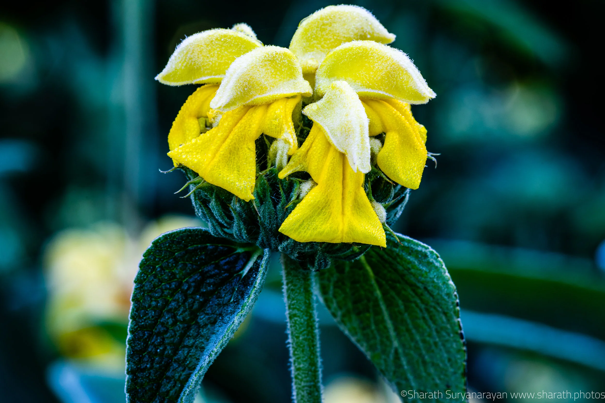 SF-Spring-2018-3.jpg
