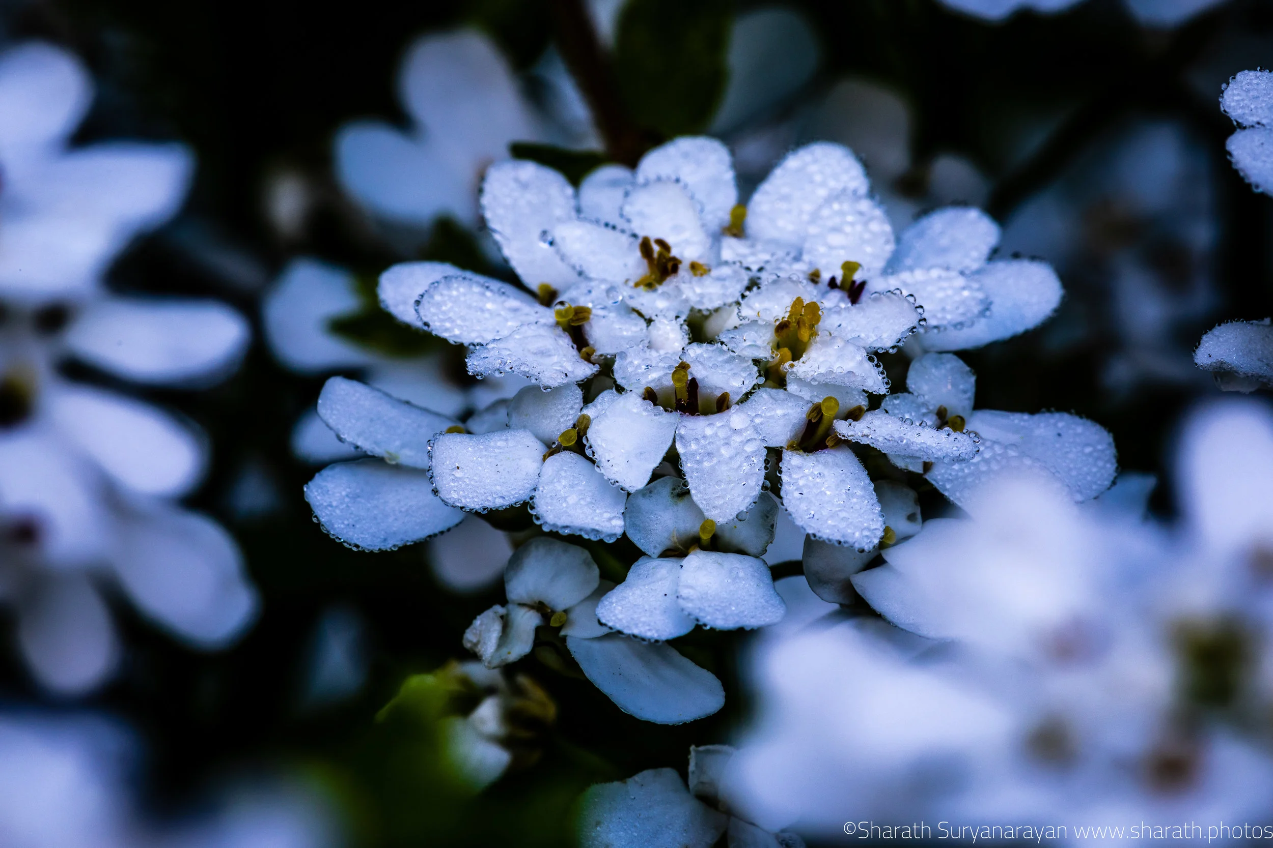 SF-Spring-2018-6.jpg