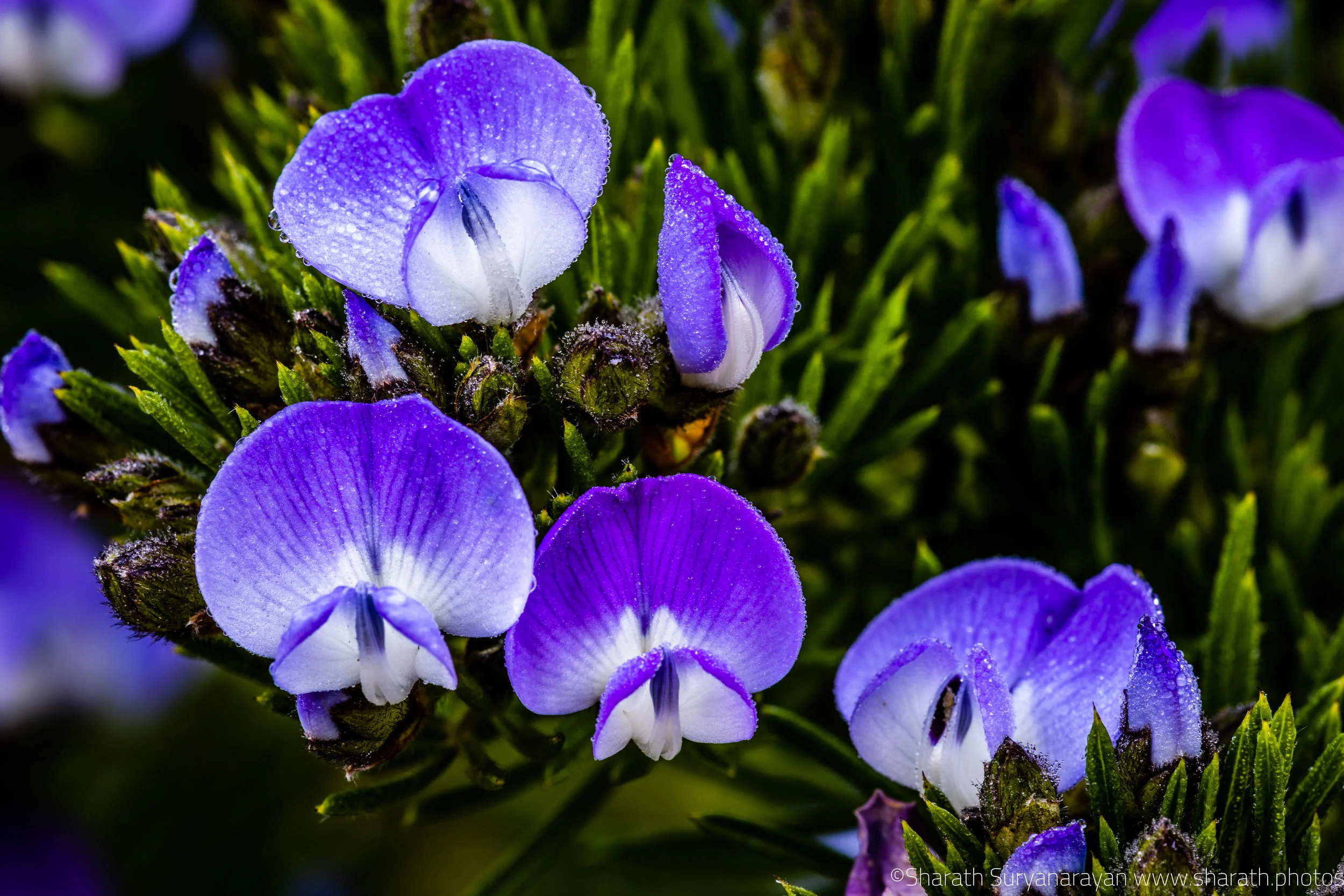 SF-Spring-2018-7.jpg