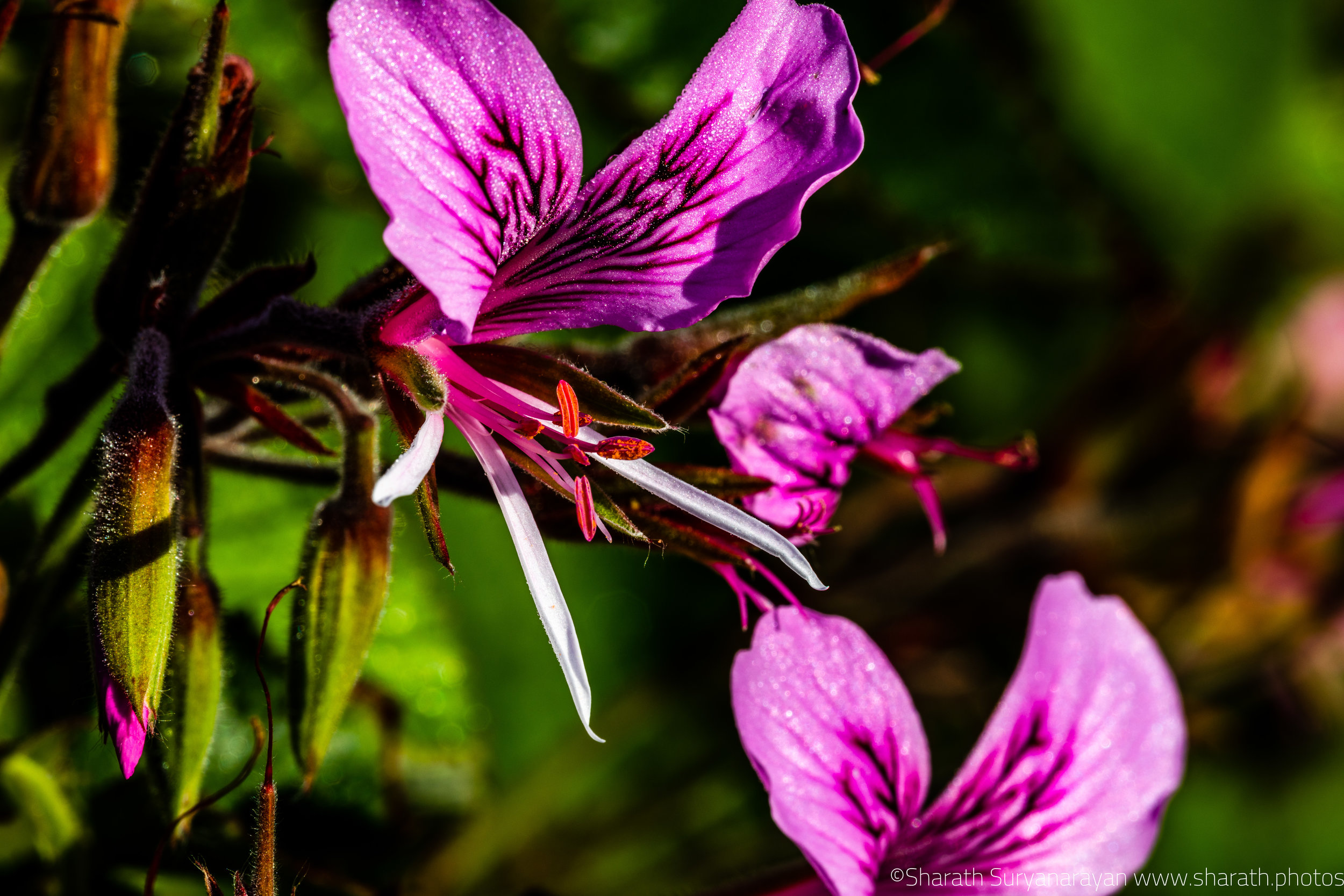 SF-Spring-2018-8.jpg