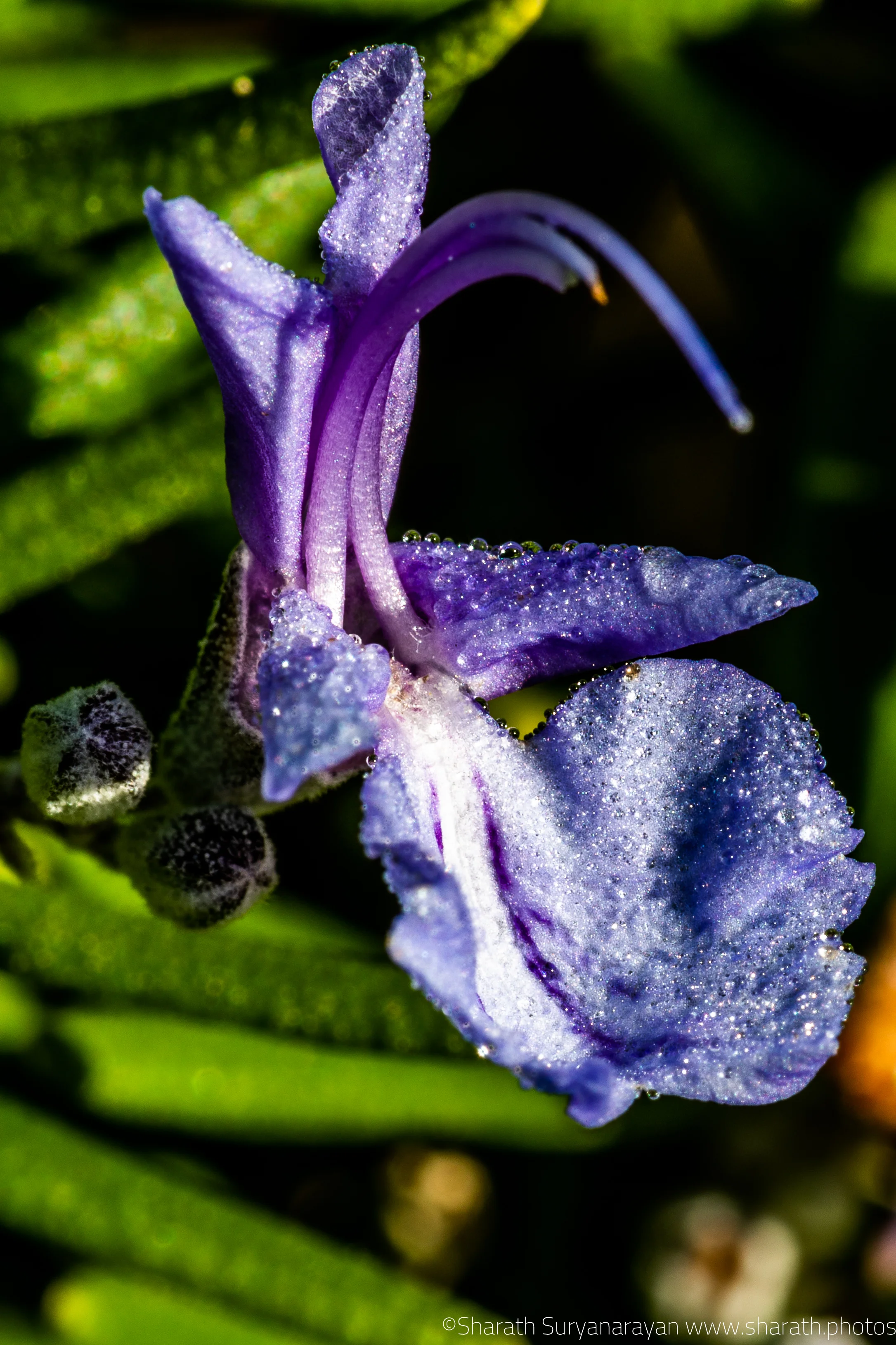 SF-Spring-2018-9.jpg