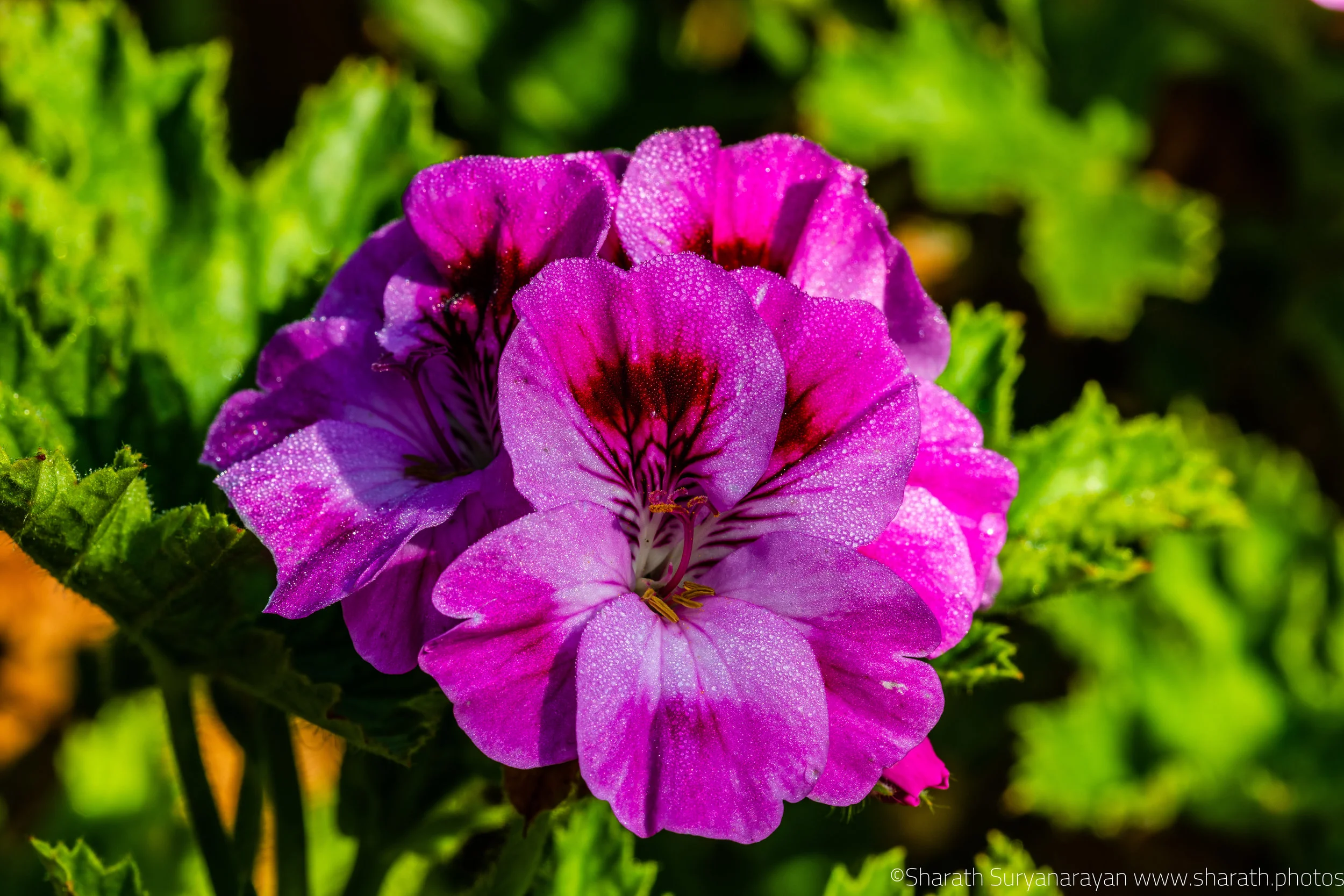 SF-Spring-2018-10.jpg