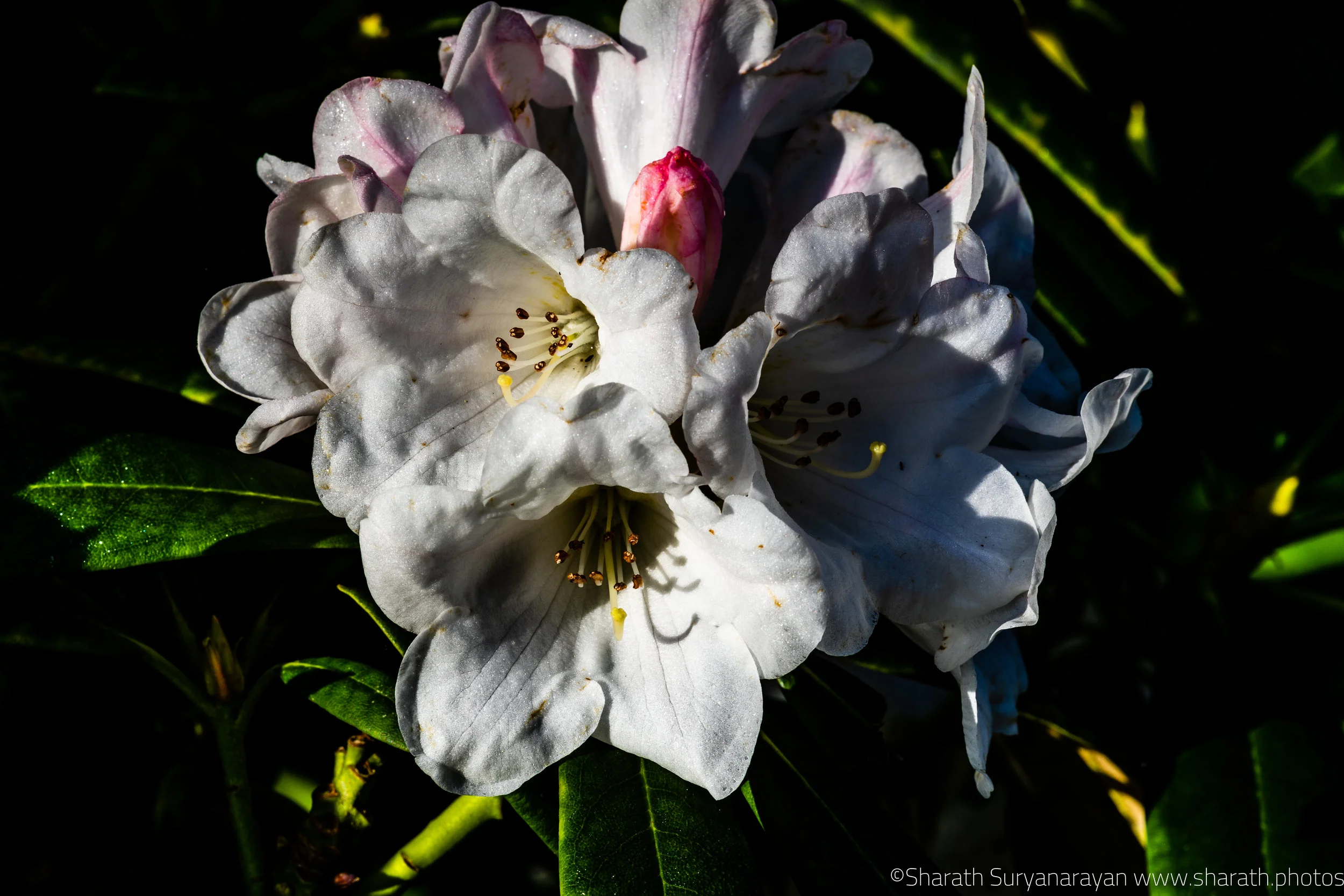 SF-Spring-2018-14.jpg