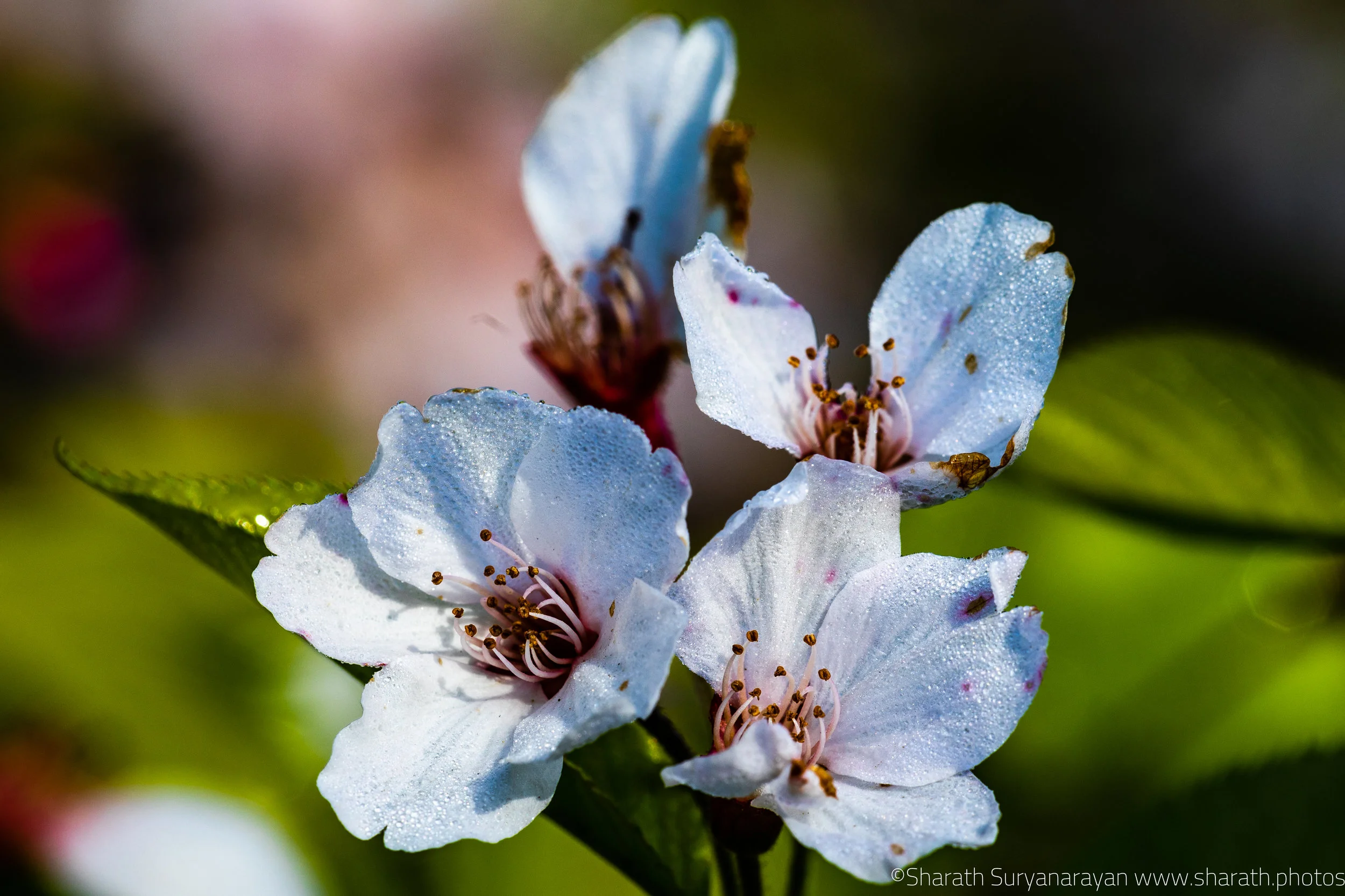 SF-Spring-2018-16.jpg