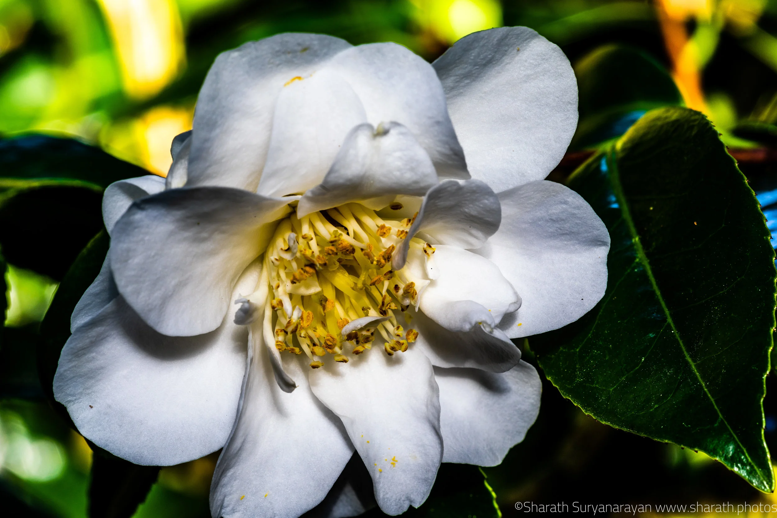 SF-Spring-2018-18.jpg
