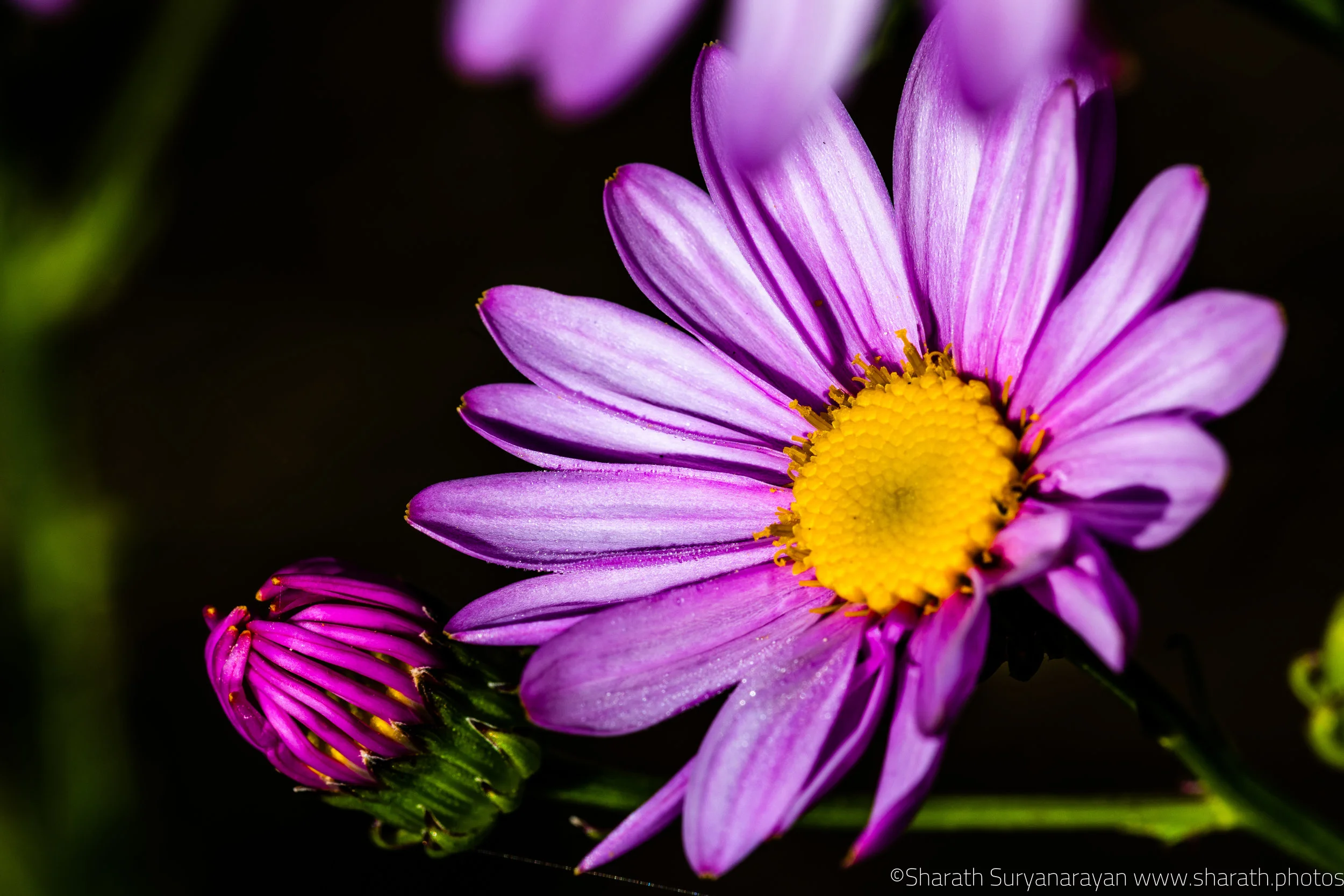 SF-Spring-2018-20.jpg