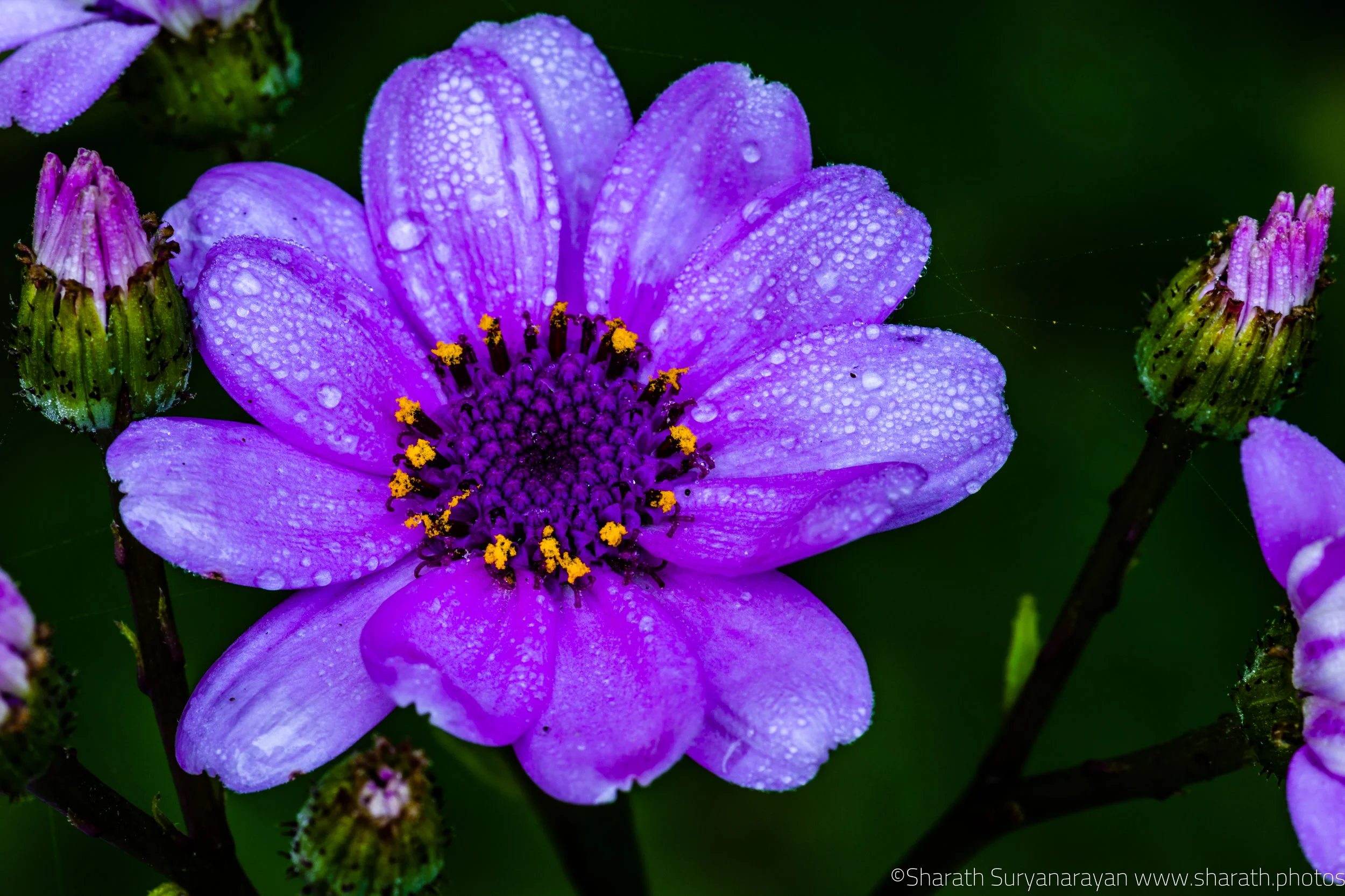 SF-Spring-2018-23.jpg