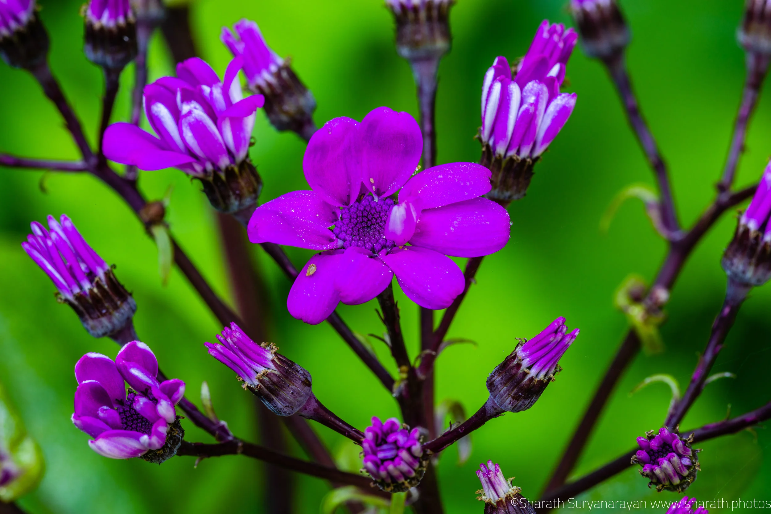 SF-Spring-2018-24.jpg