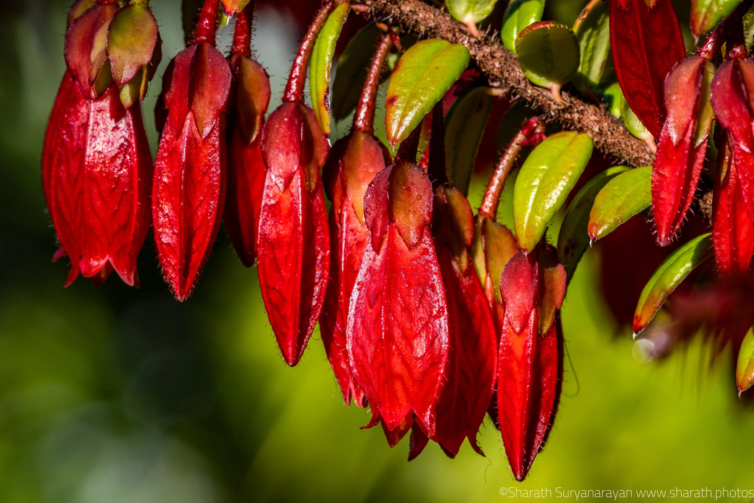 SF-Spring-2018-29.jpg