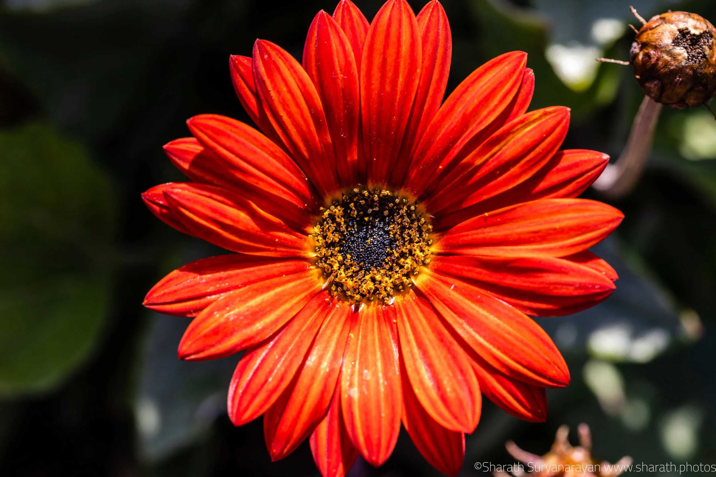 SF-Spring-2018-30.jpg