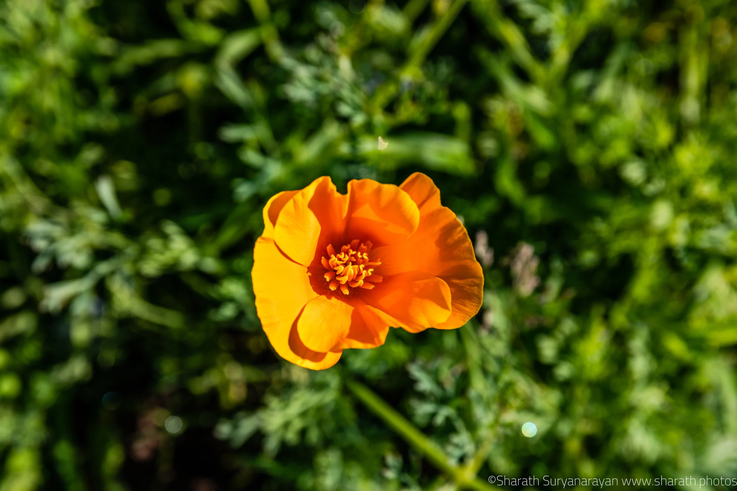 SF-Spring-2018-31.jpg